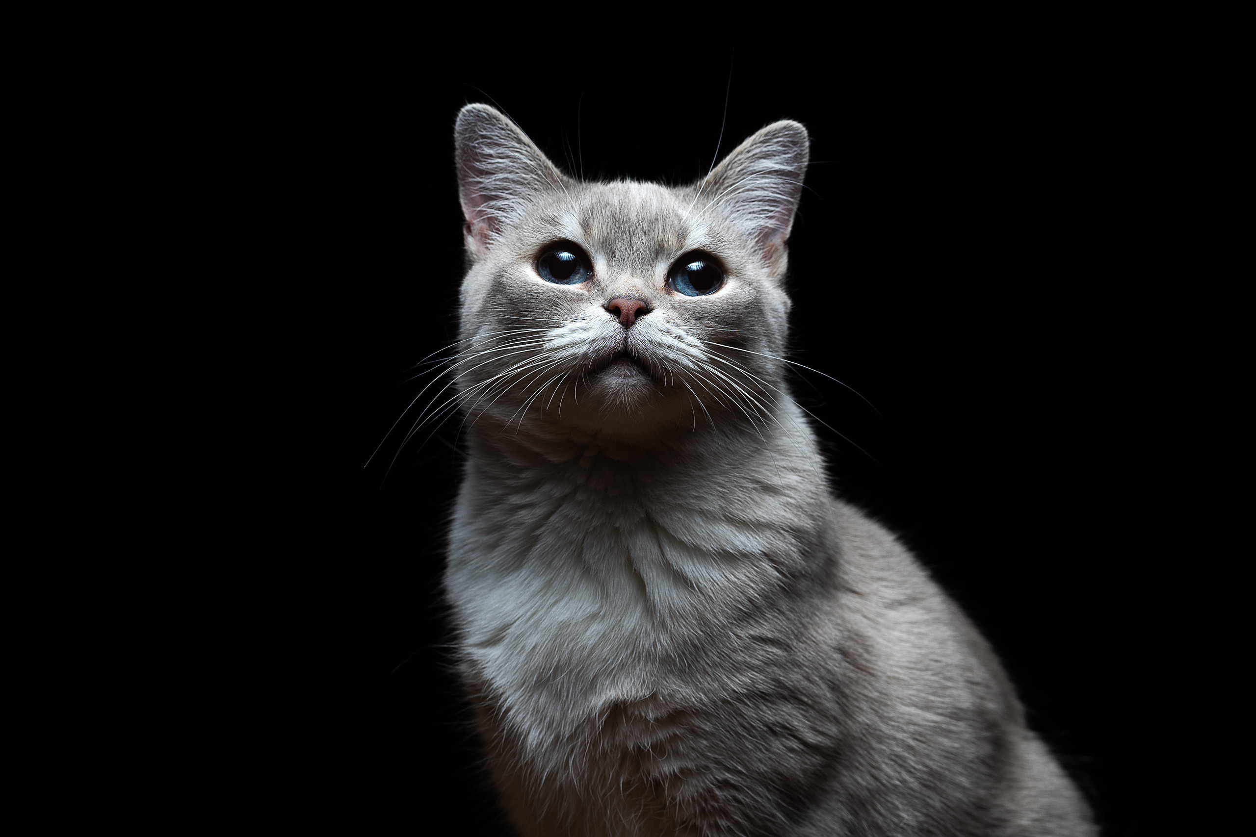 Кошка Ася. Портретный фотограф в Ярославле — Андррей Неледько