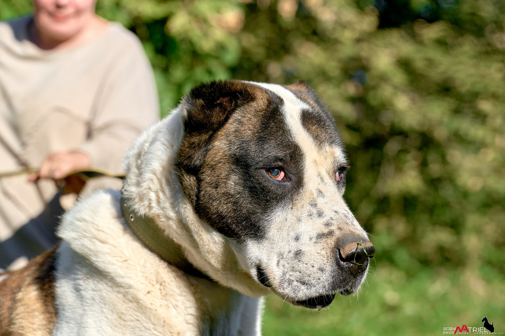 Съемка собак в питомнике