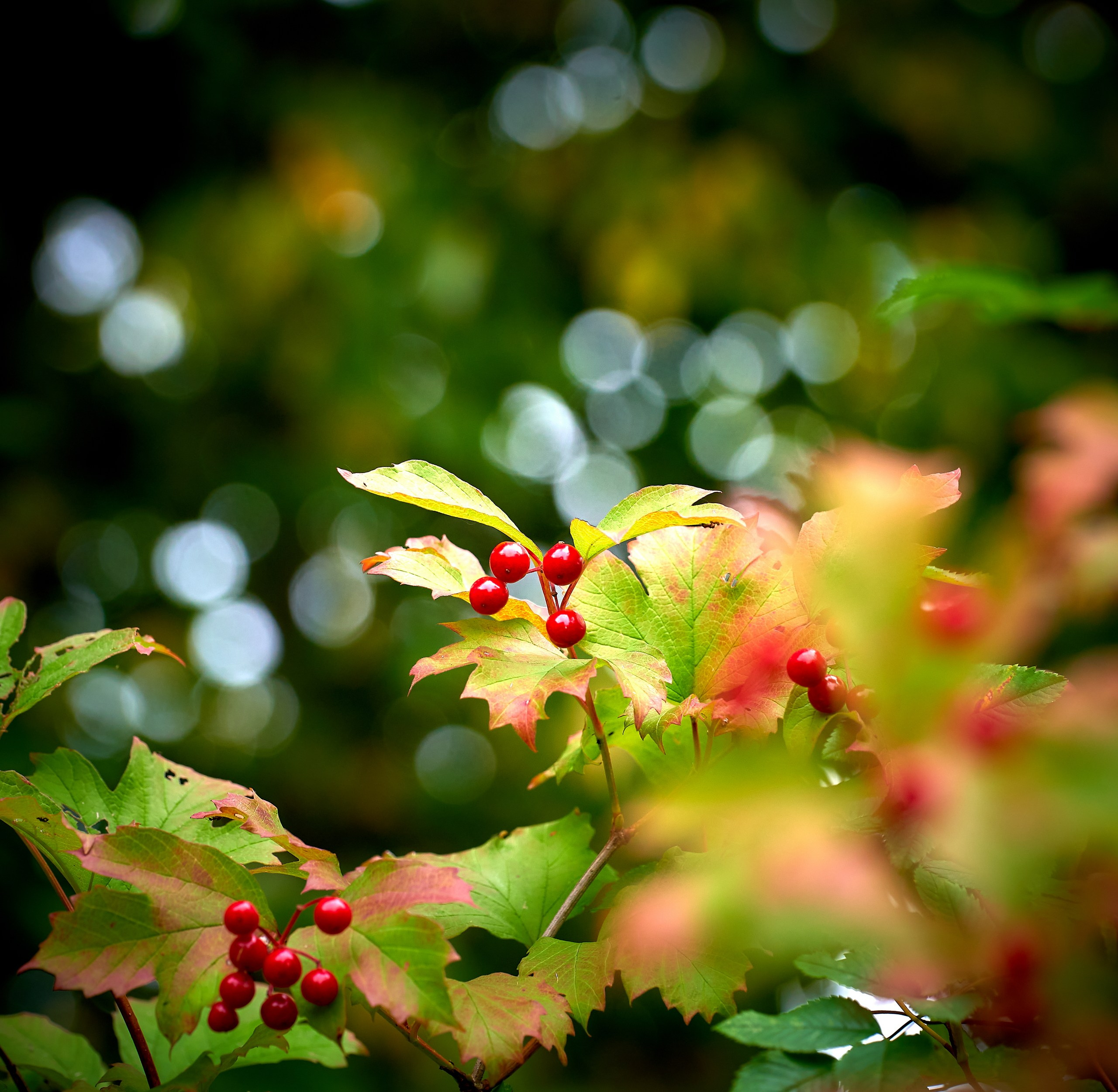 Лютики-цветочки — галерея NATRIEL