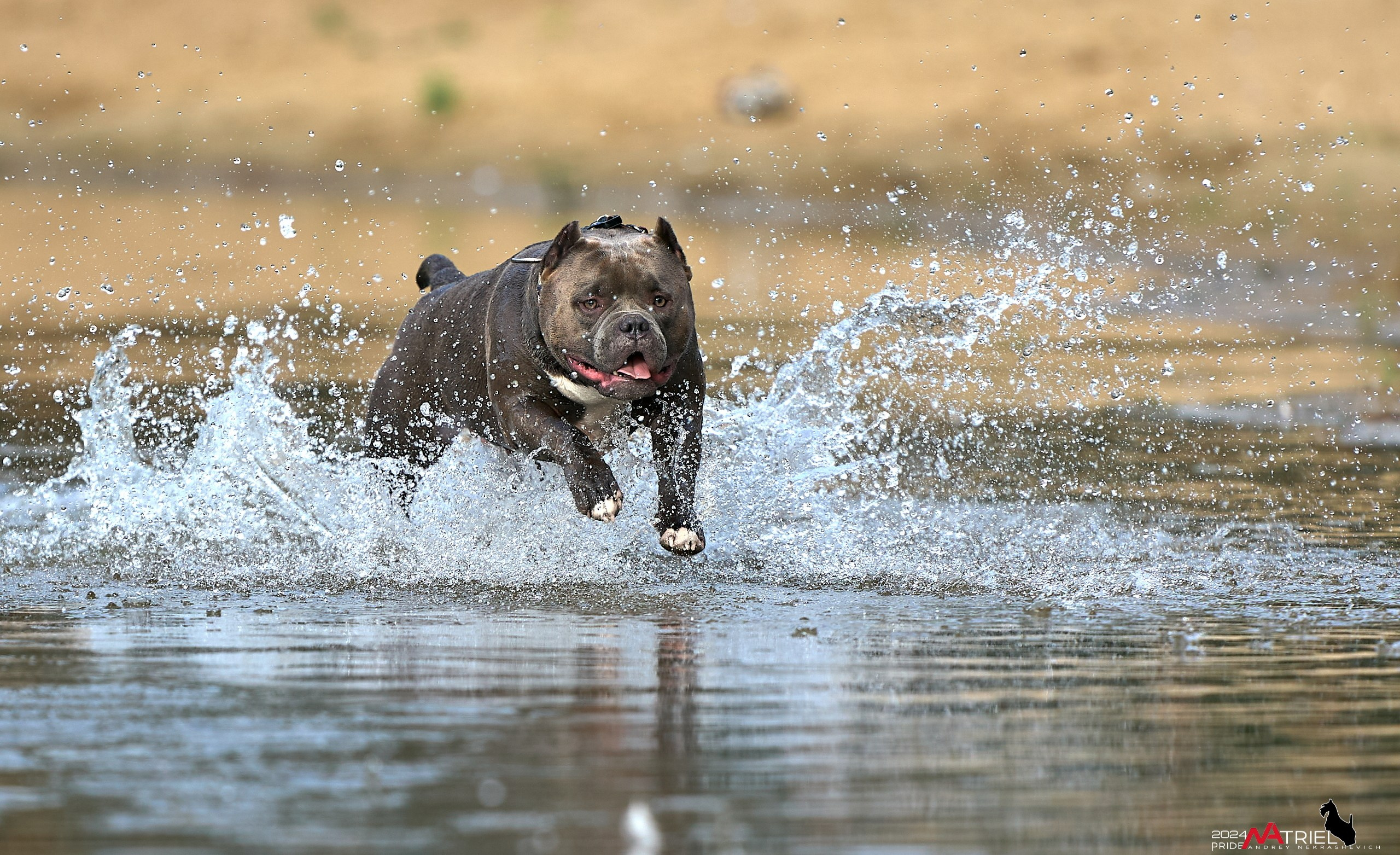Фотопрогулка с булли