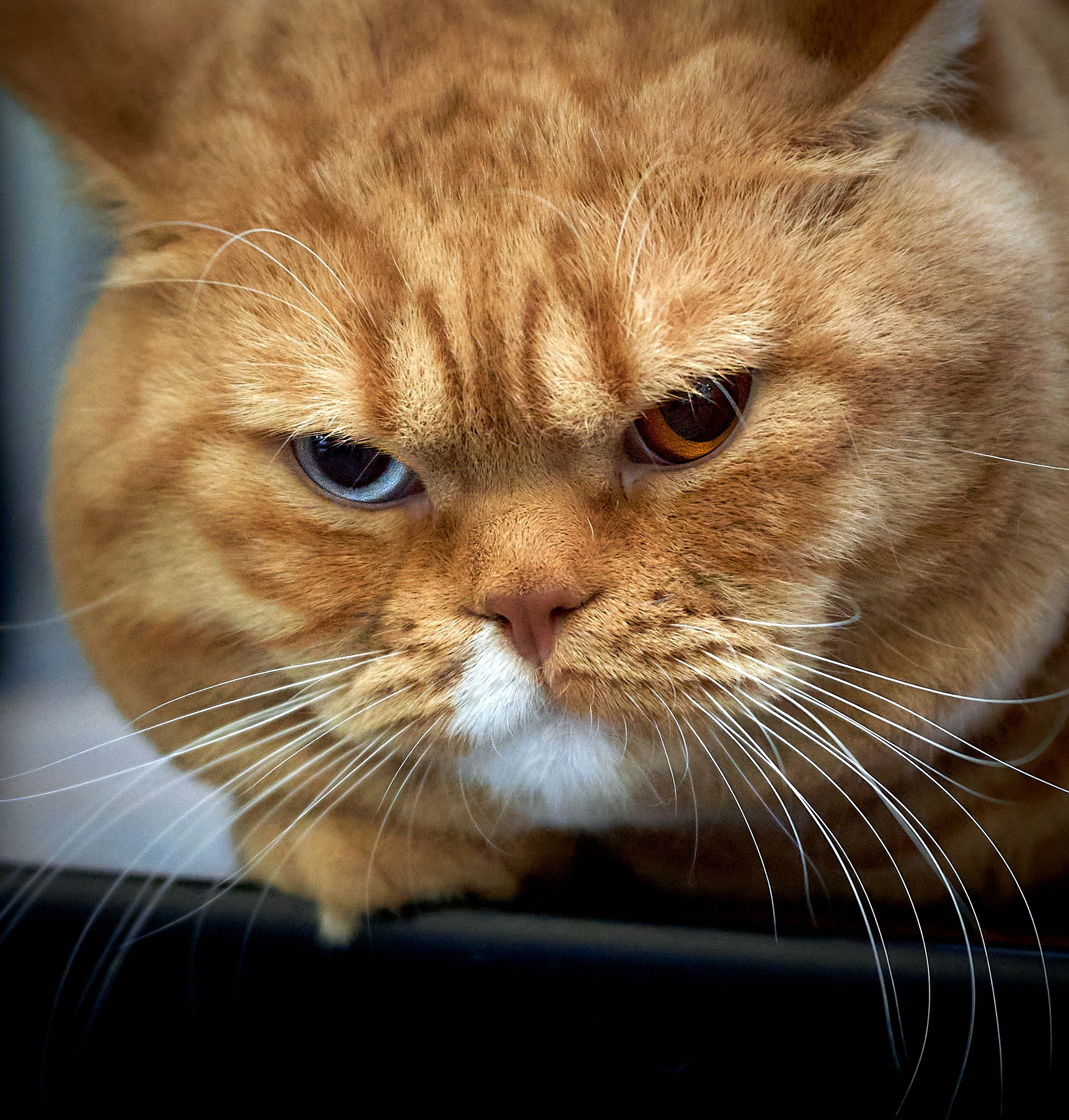 Кошки на выставках — галерея NATRIEL