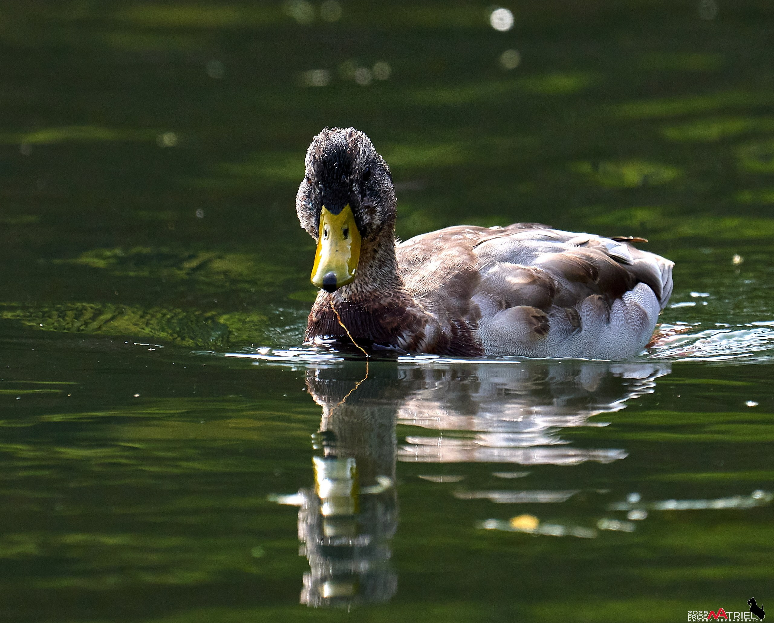 Съемка с объективом Sony 200-600 на камеру Sony A1m2