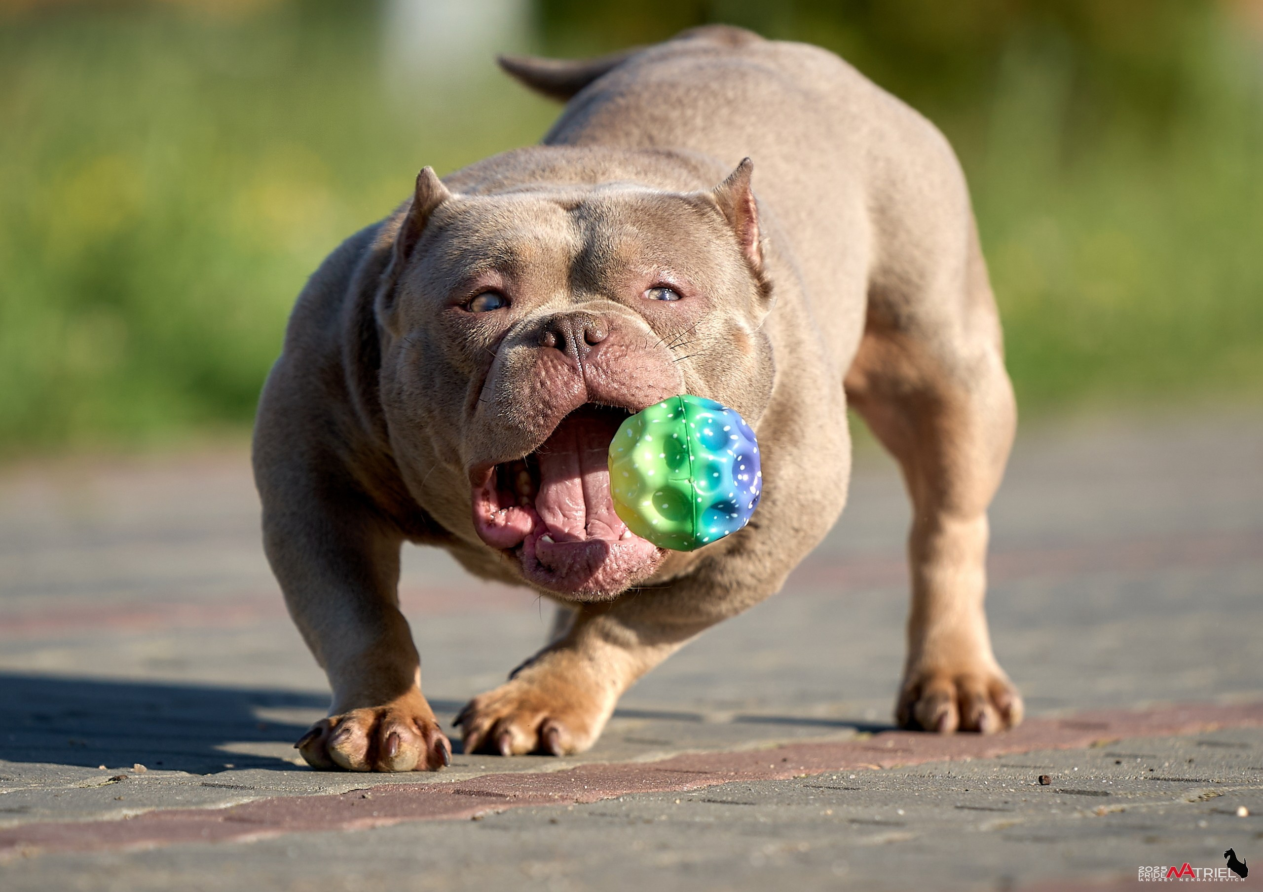 Съемка собак породы булли на природе