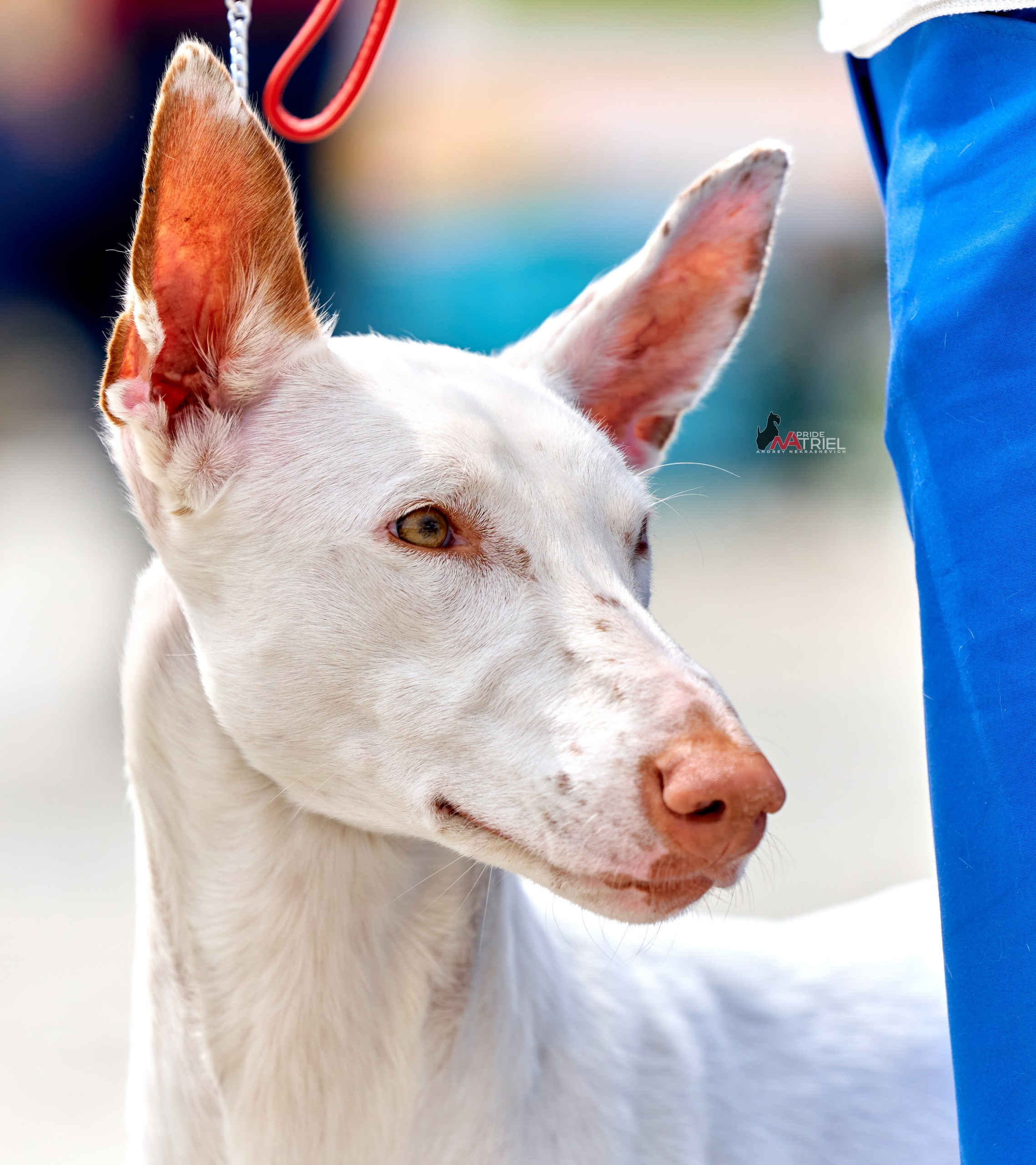 Портреты собак — галерея NATRIEL