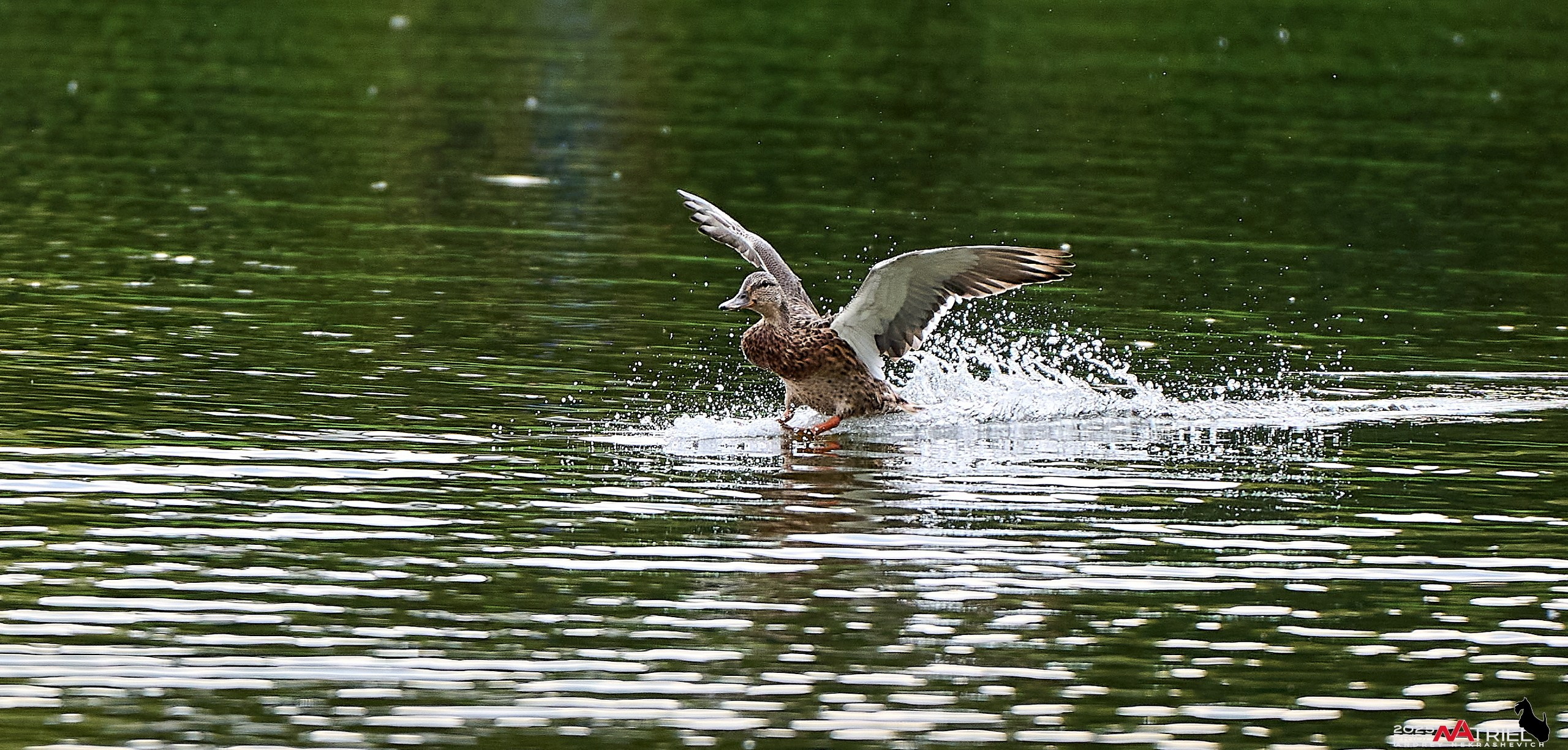 Утки на пруду