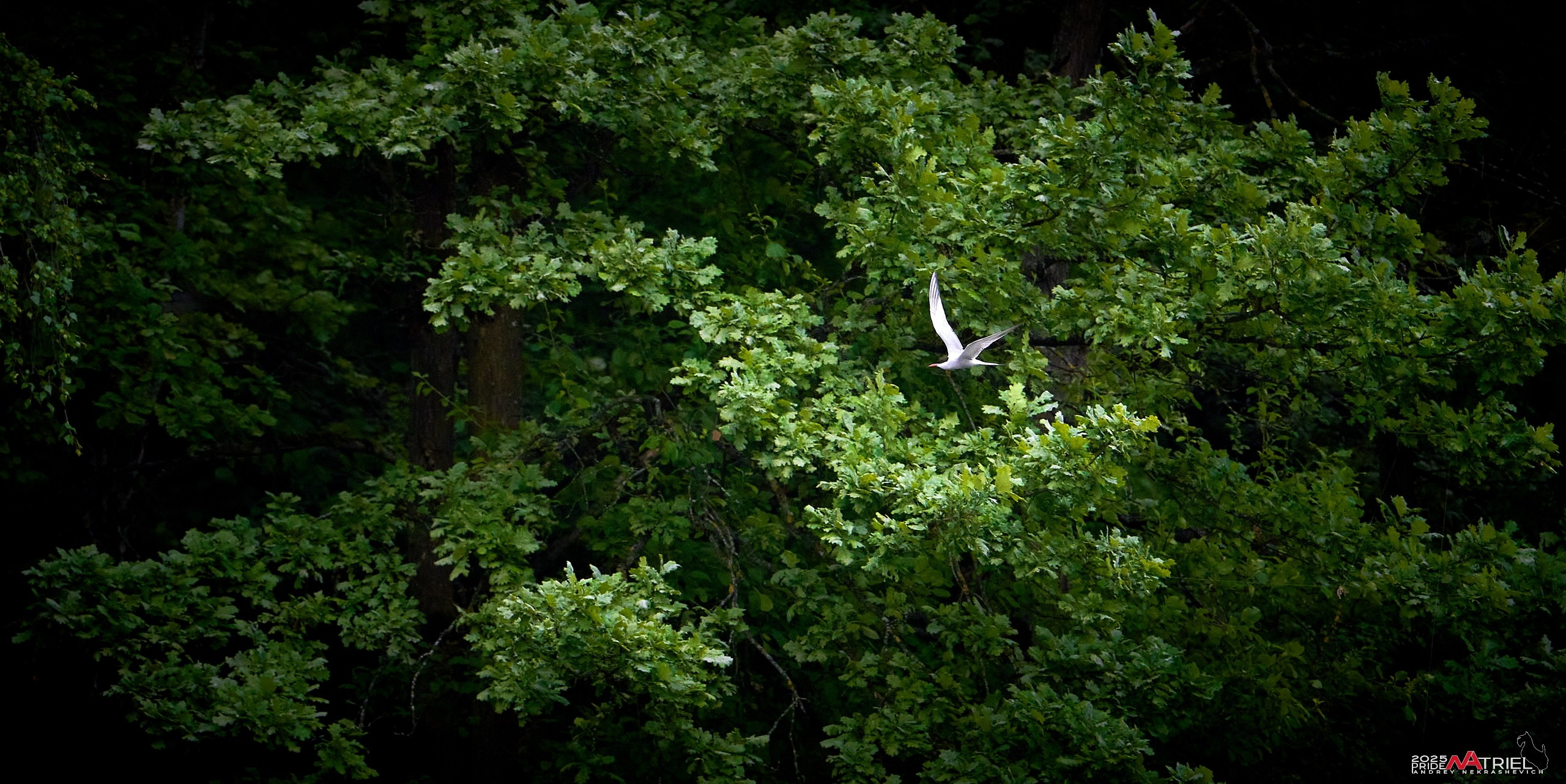 Съемка в парке на воде
