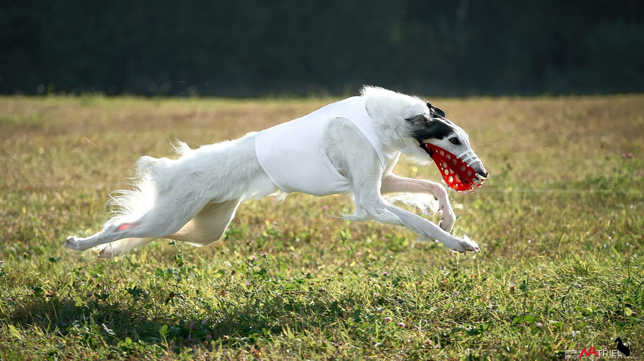 Курсинг в Иволге