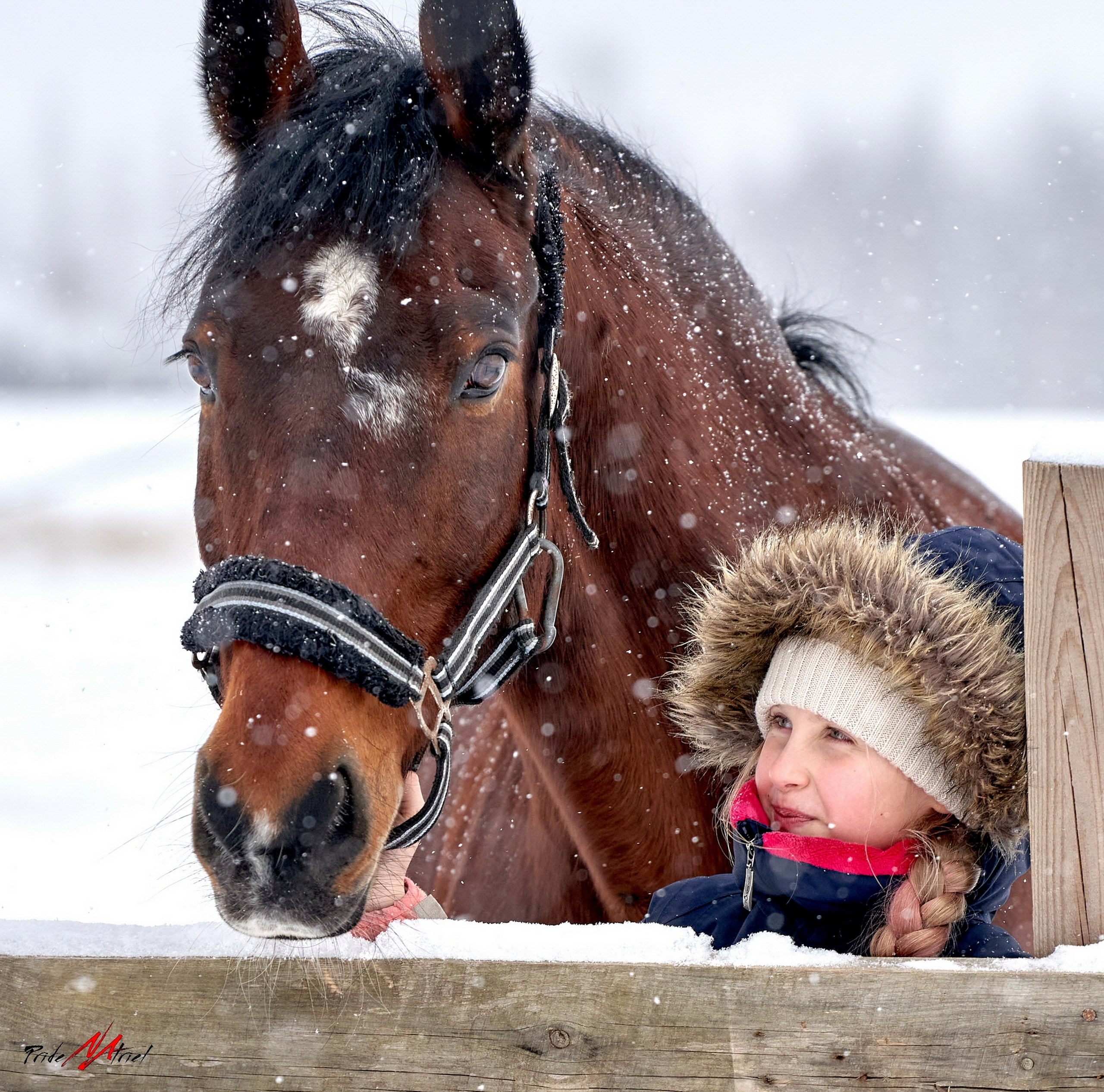 Снимки лошадей — галерея NATRIEL