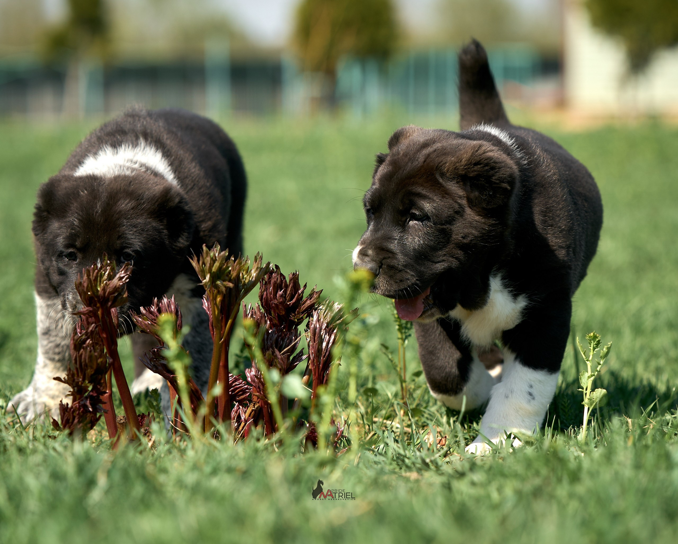 Среднеазиаты — щенки и взрослые