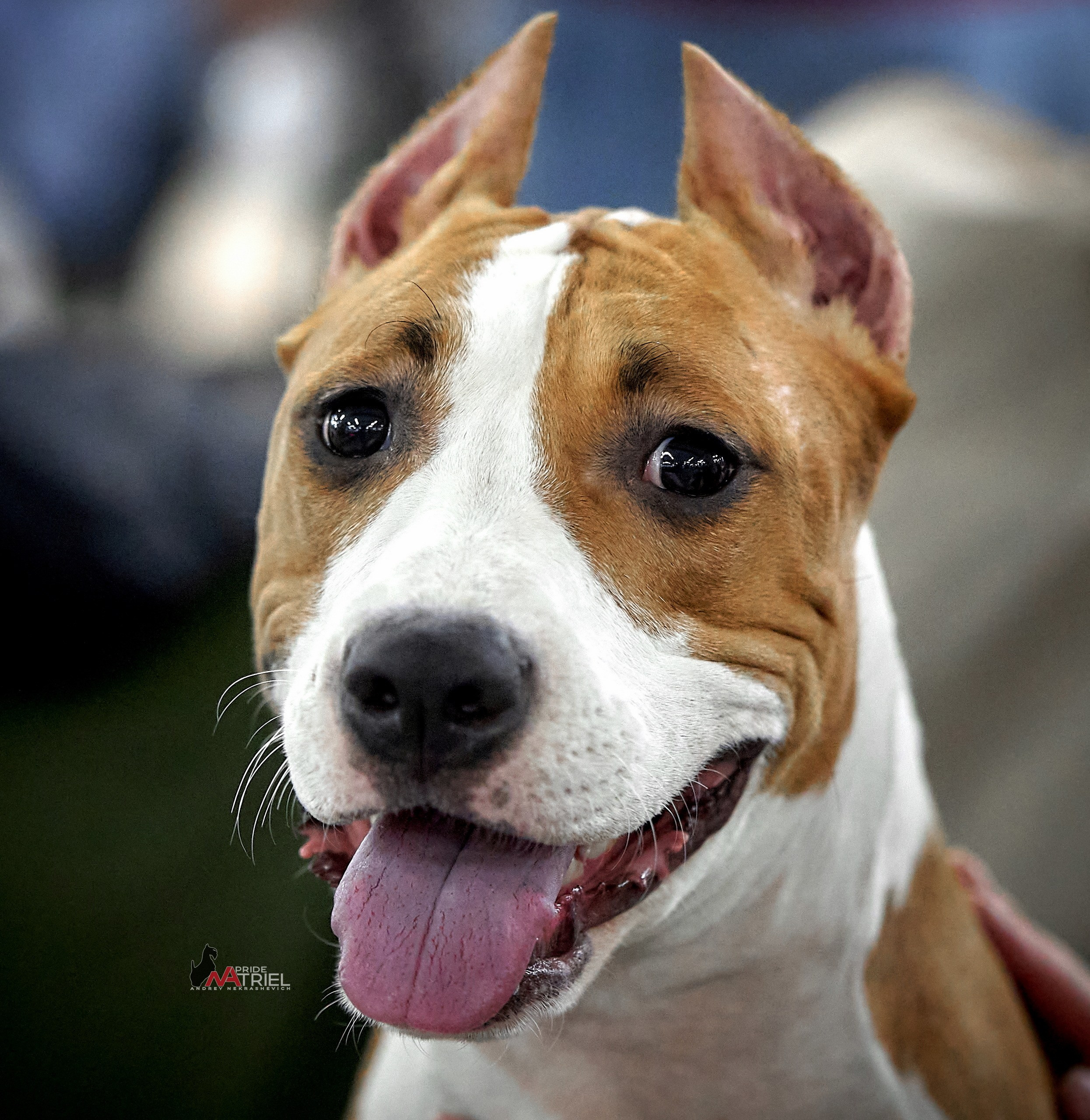 Портреты собак — галерея NATRIEL