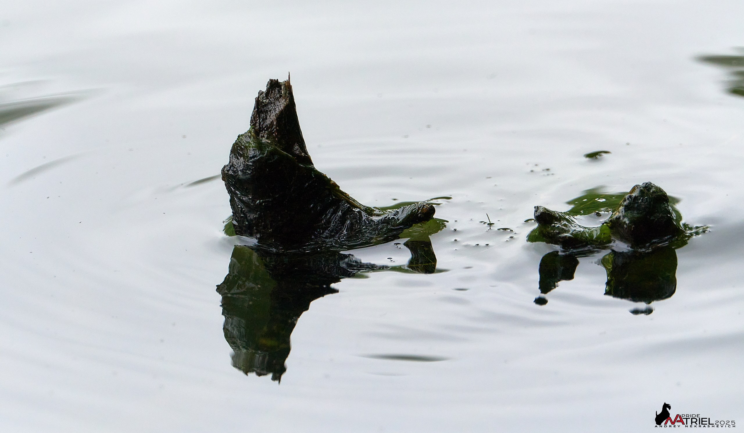 Съемка в парке на воде