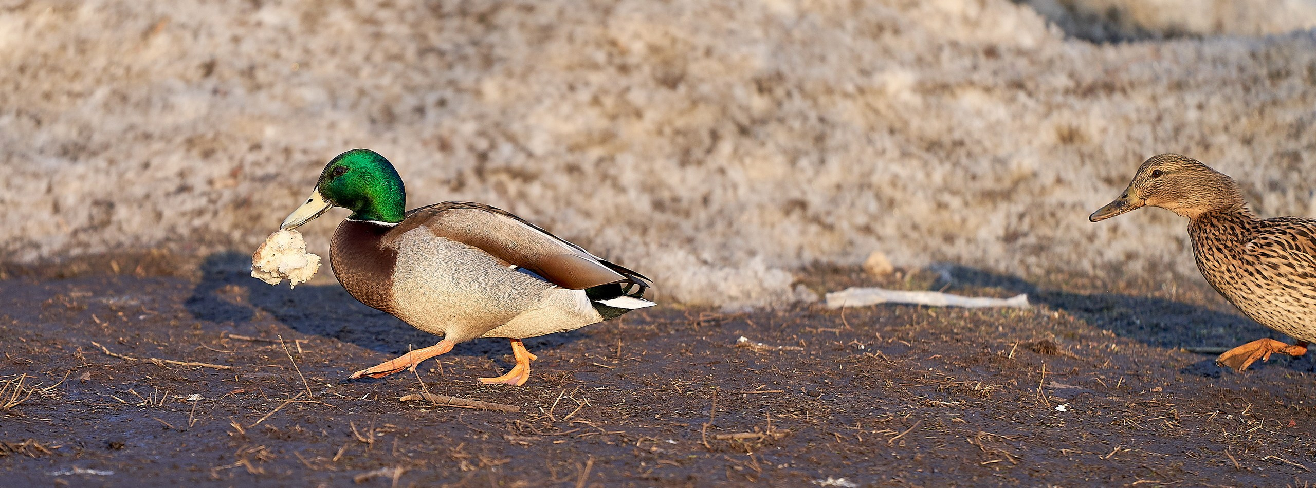 Фото птиц — галерея NATRIEL