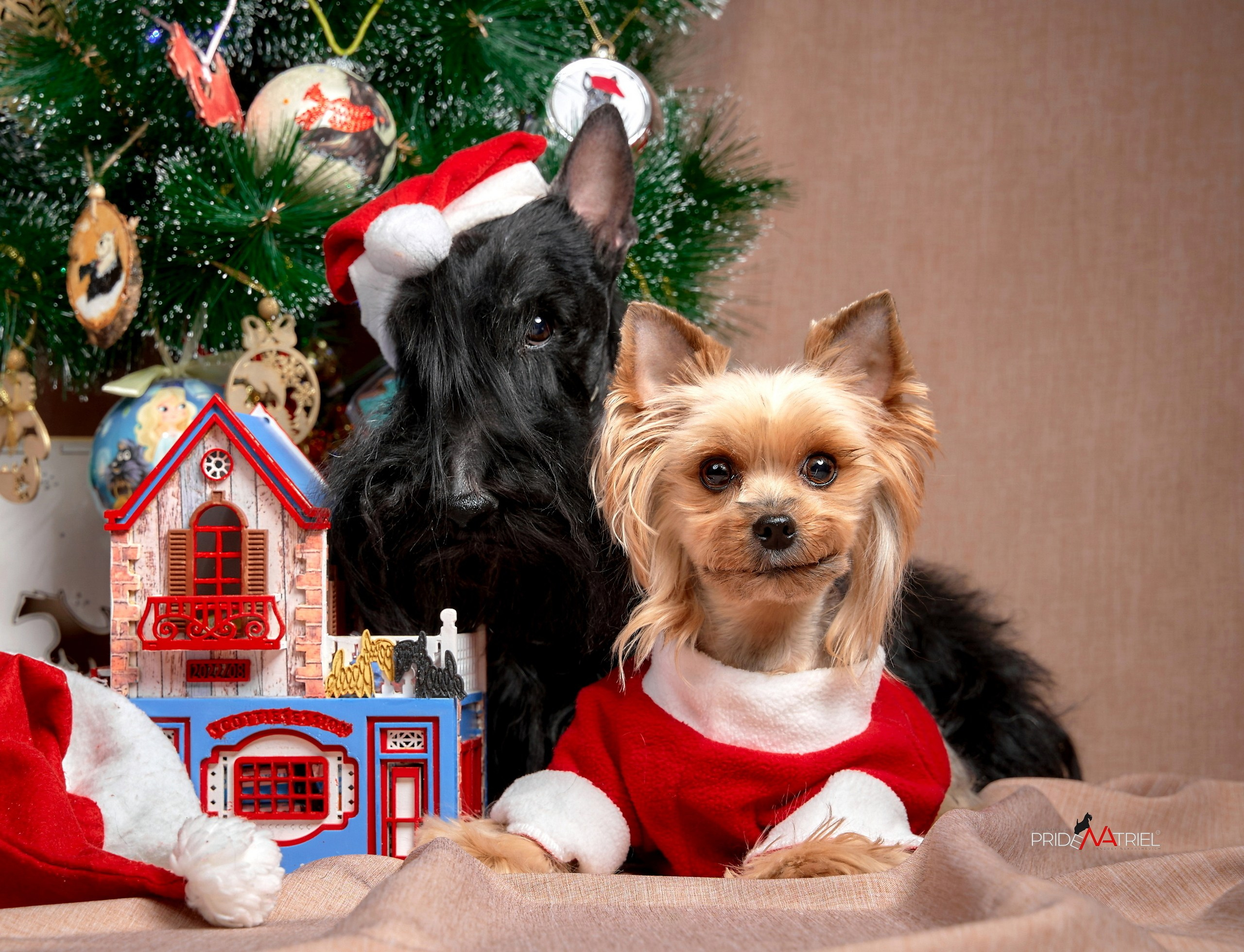 Собаки в студии — галерея NATRIEL