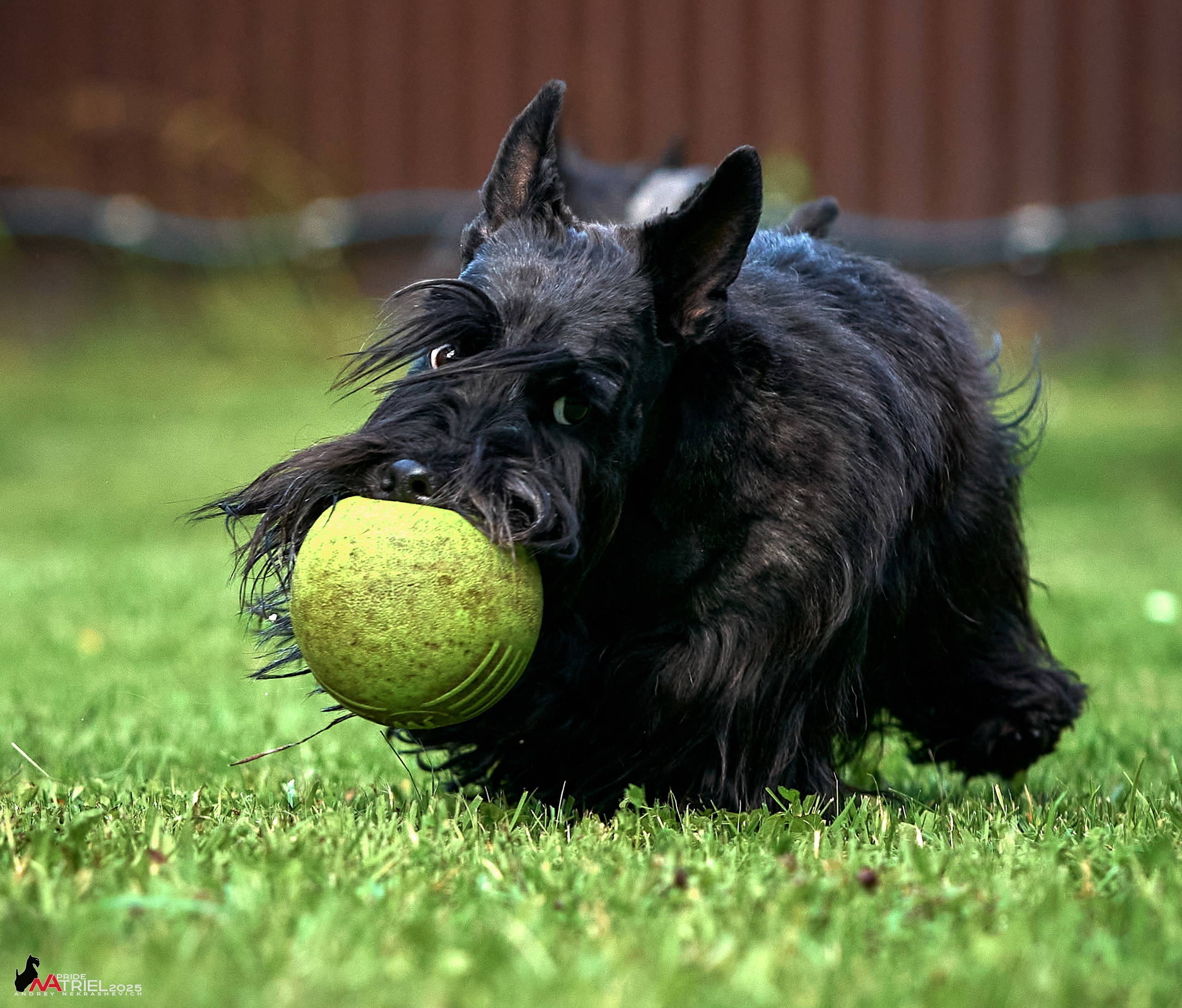 Алабаи и скотч-терьеры в питомнике у Ольги