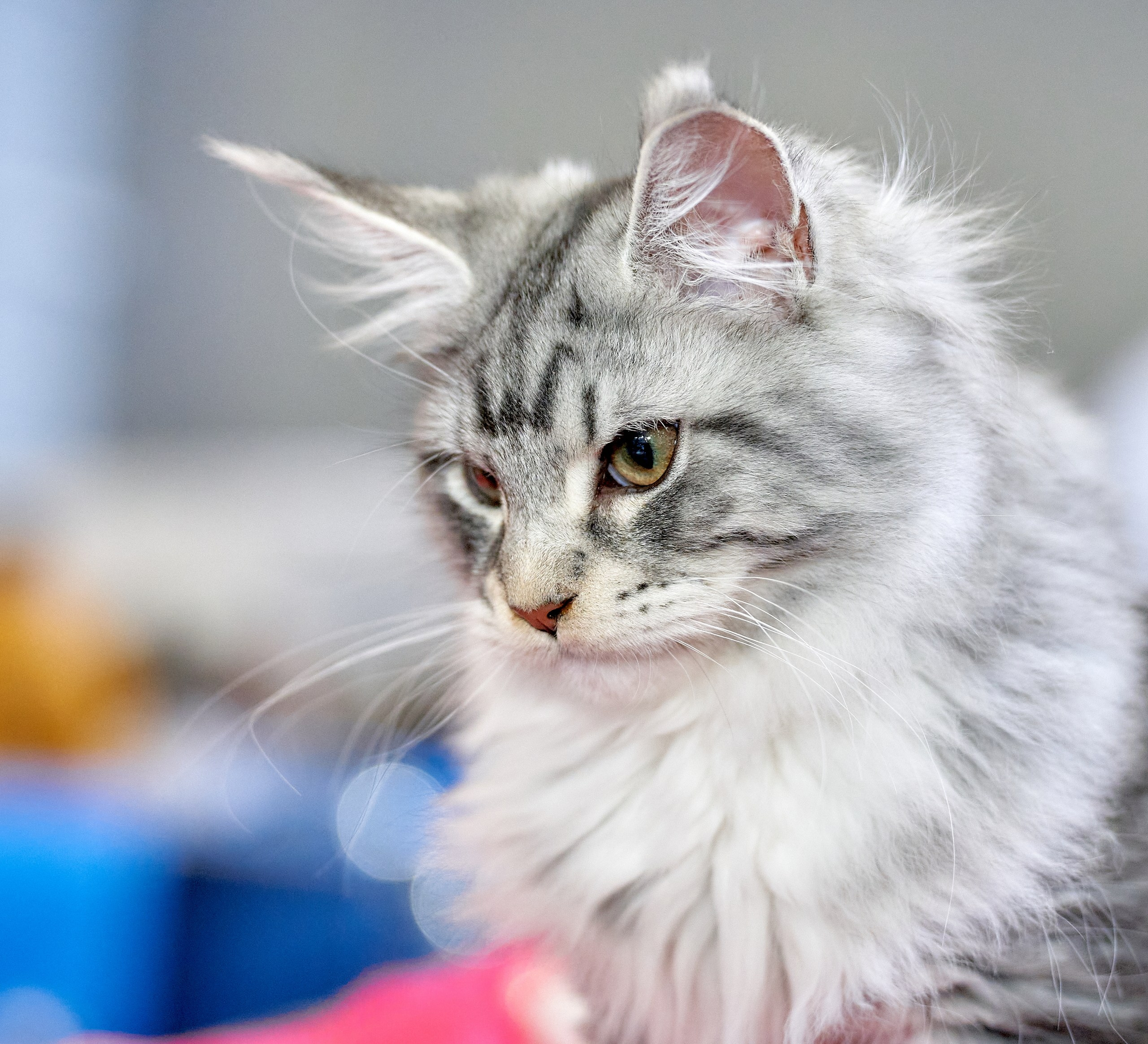 Кошки на выставках — галерея NATRIEL