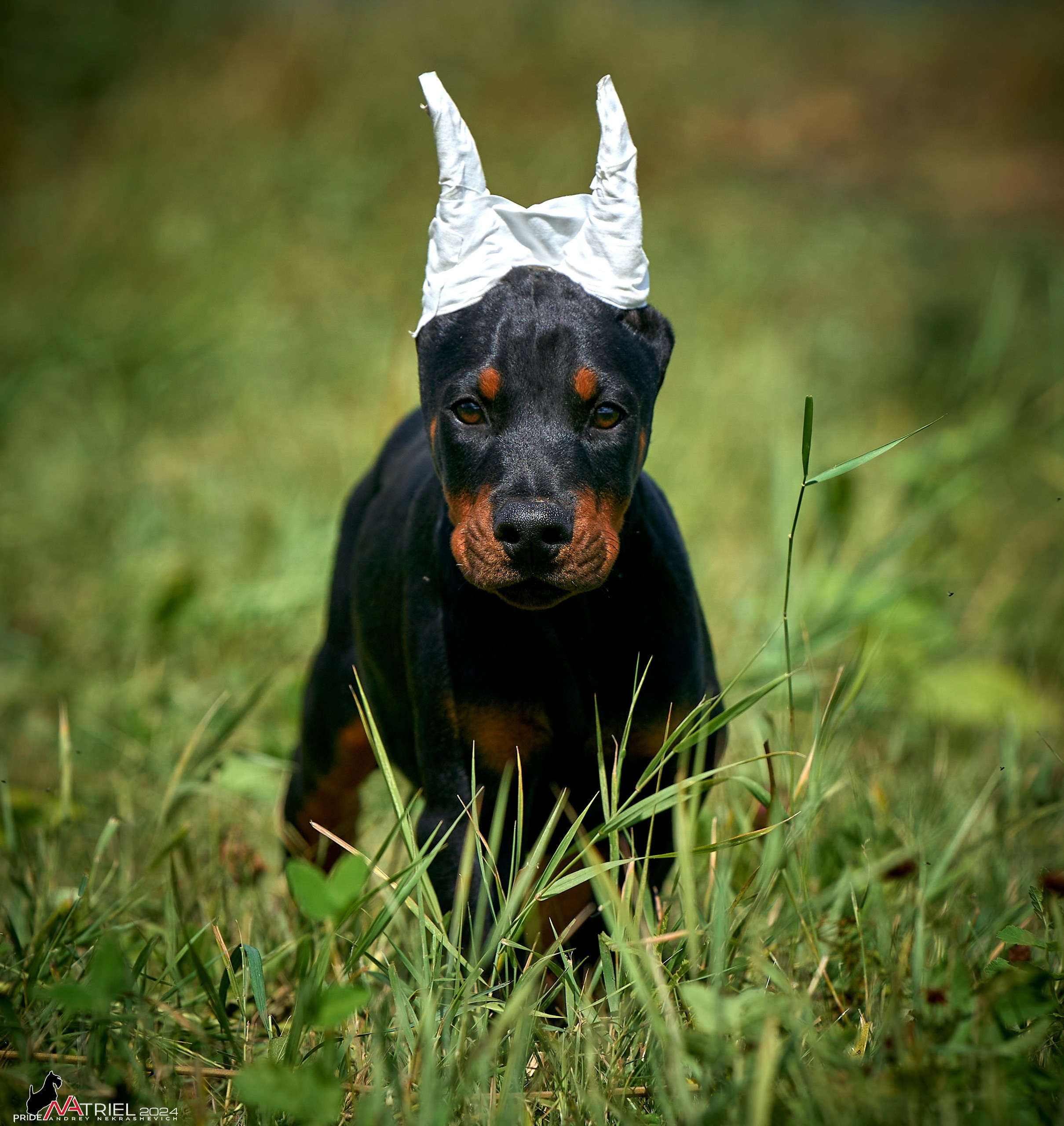 Съемка щенков доберманы