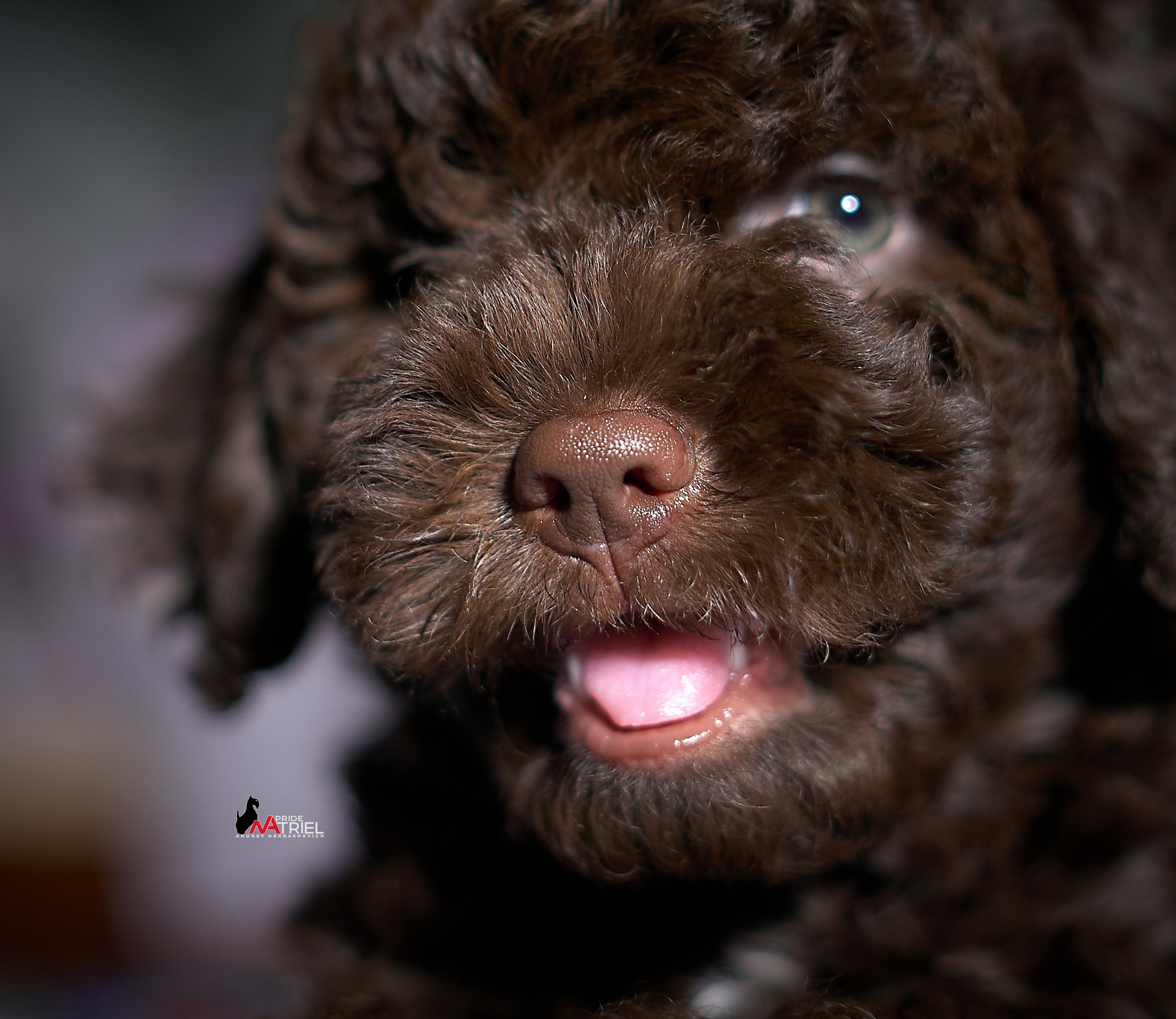 Щенки дома — галерея NATRIEL