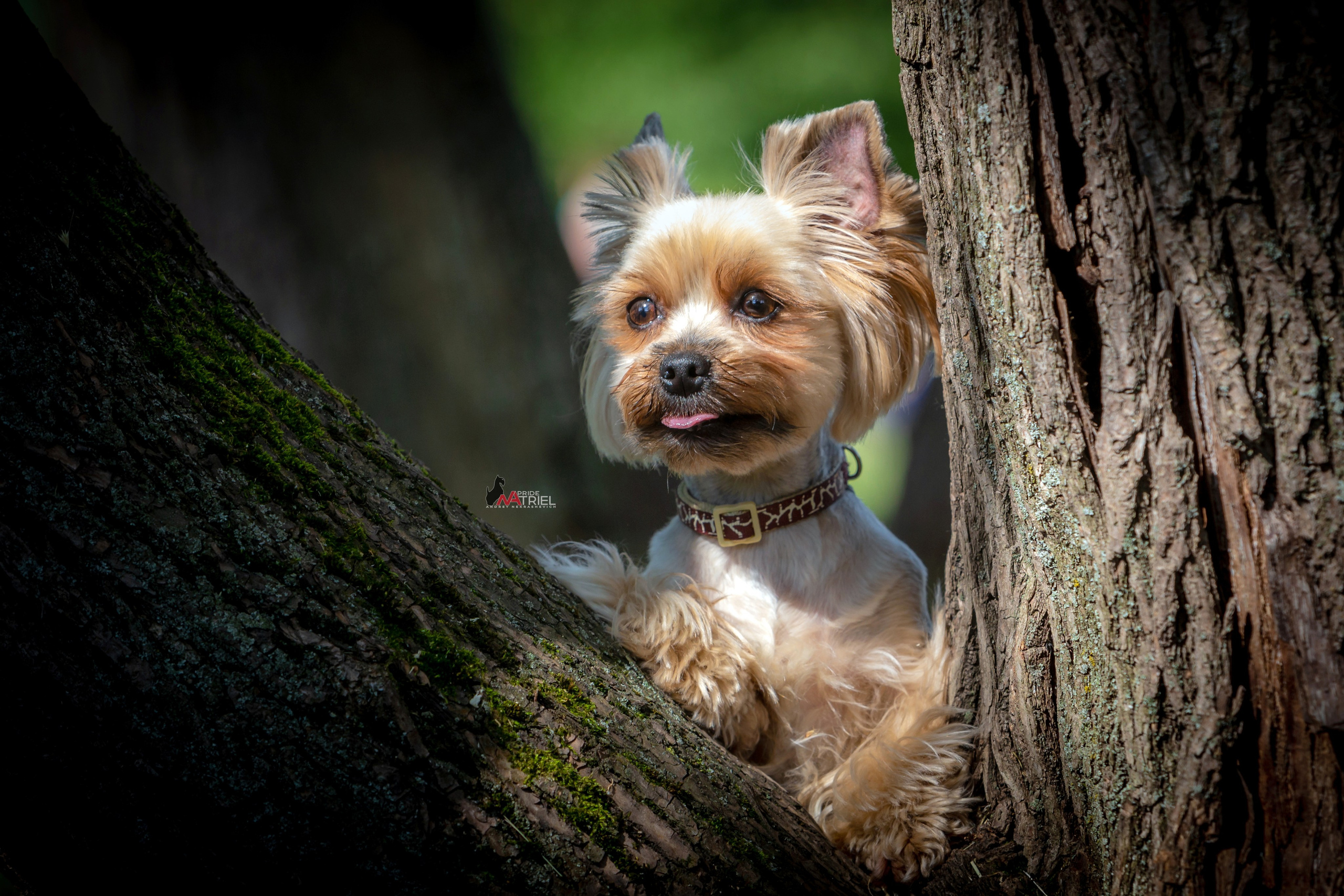 Йоркширский терьер Циля