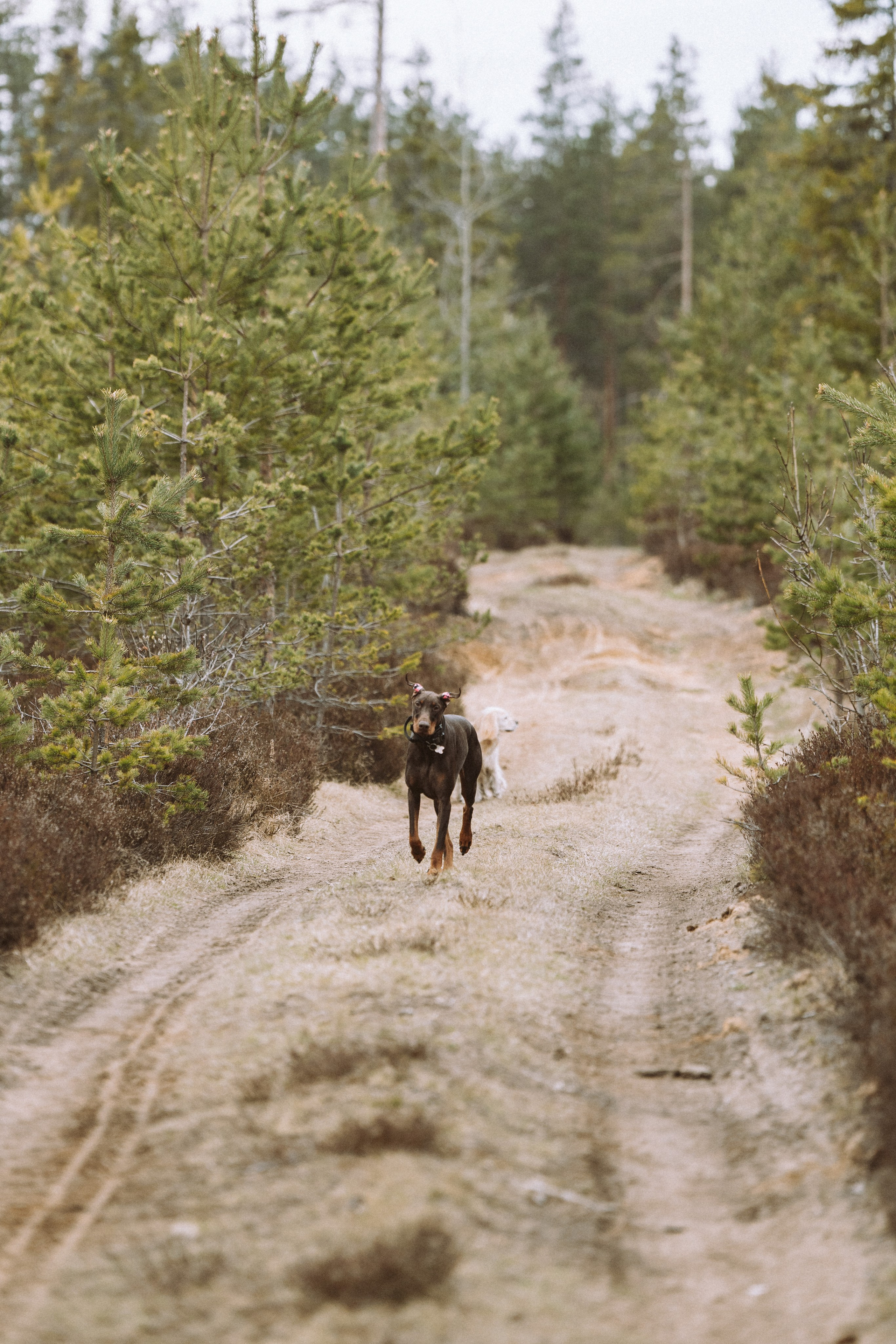 Дог трекинг к финскому хутору. Фотограф анималист в Спб недорого Олеся Майорова