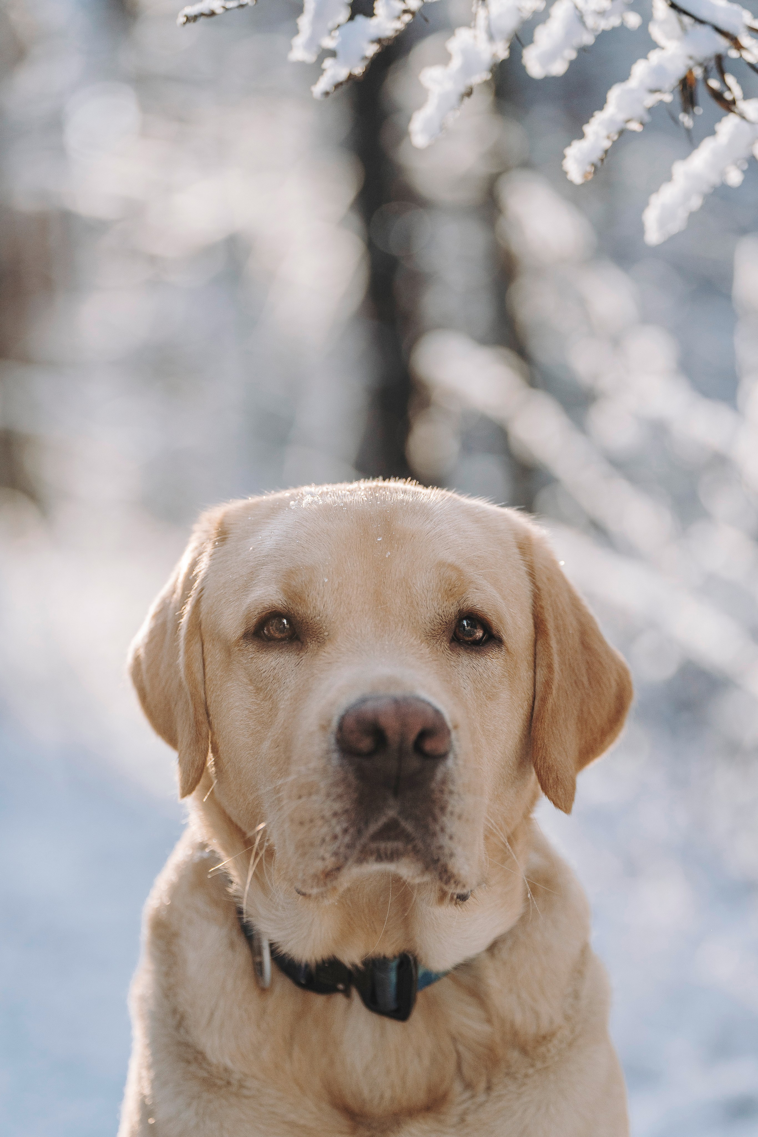 Аня и Честер. Фотограф анималист в Спб недорого Олеся Майорова