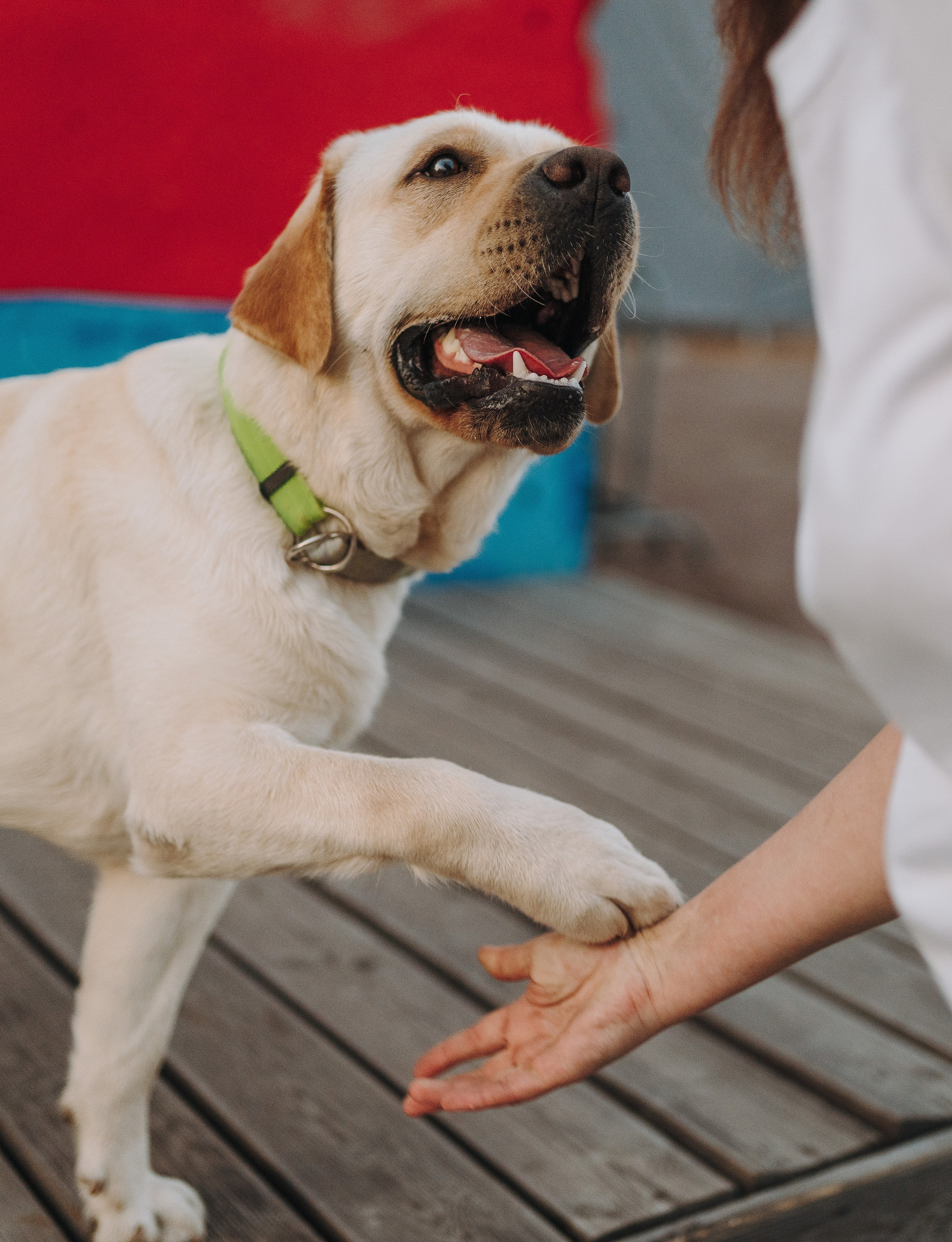 Фотосъёмка с вашими питомцами. Фотограф анималист в Спб недорого Олеся Майорова