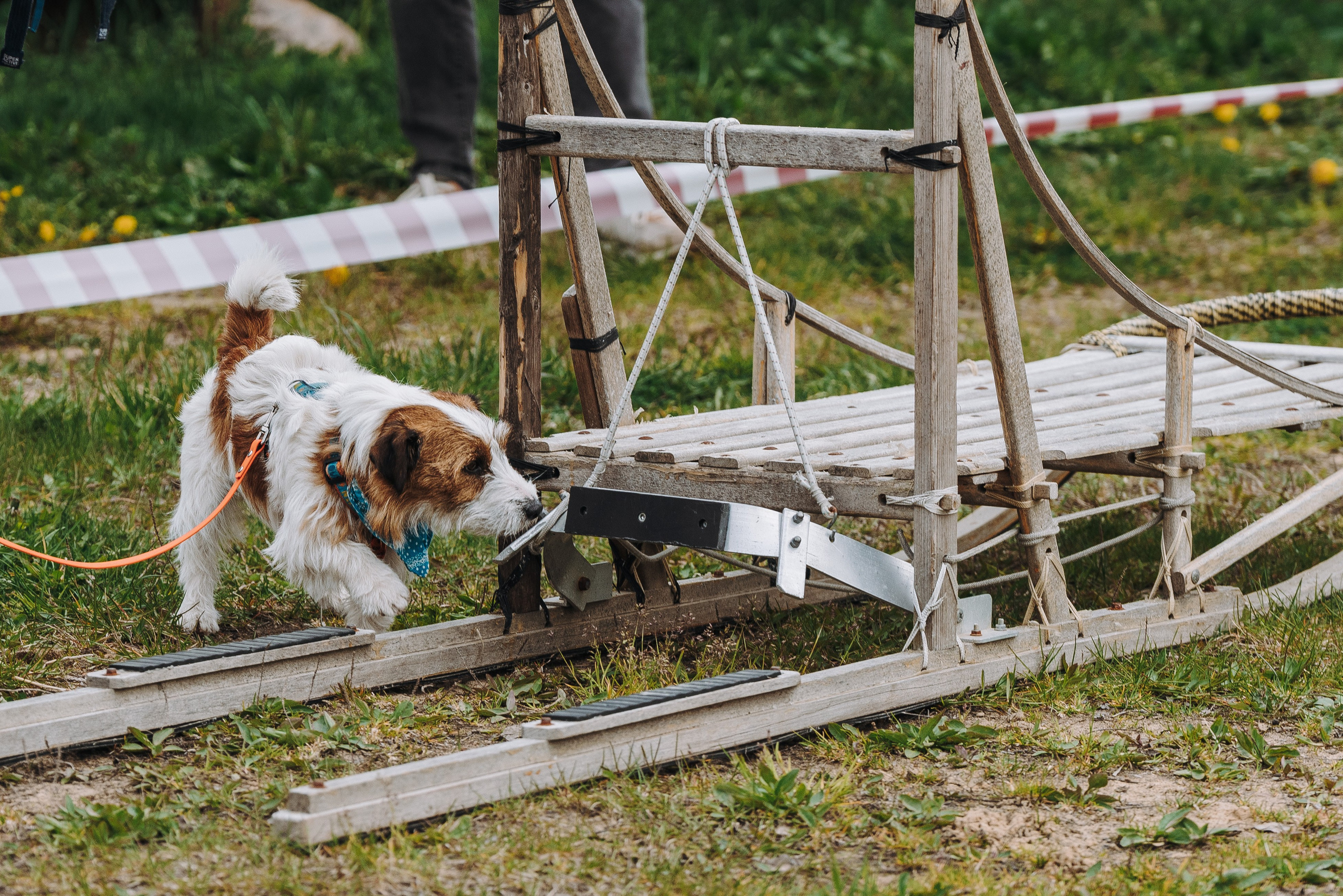 Соревнования по ноузворку в Лосево. Фотограф анималист в Спб недорого Олеся Майорова