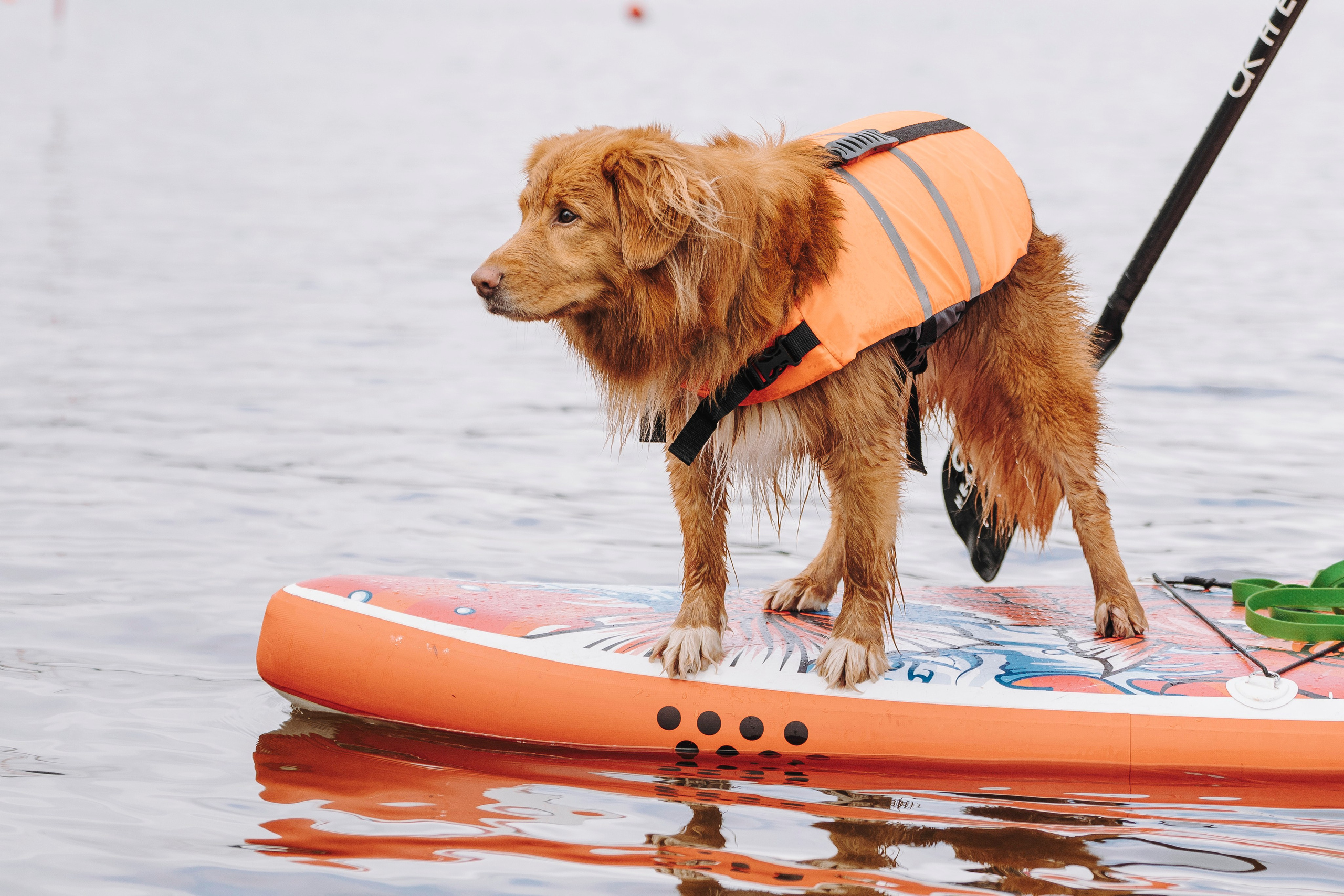 Катание на сапах с собаками. Фотограф анималист в Спб недорого Олеся Майорова