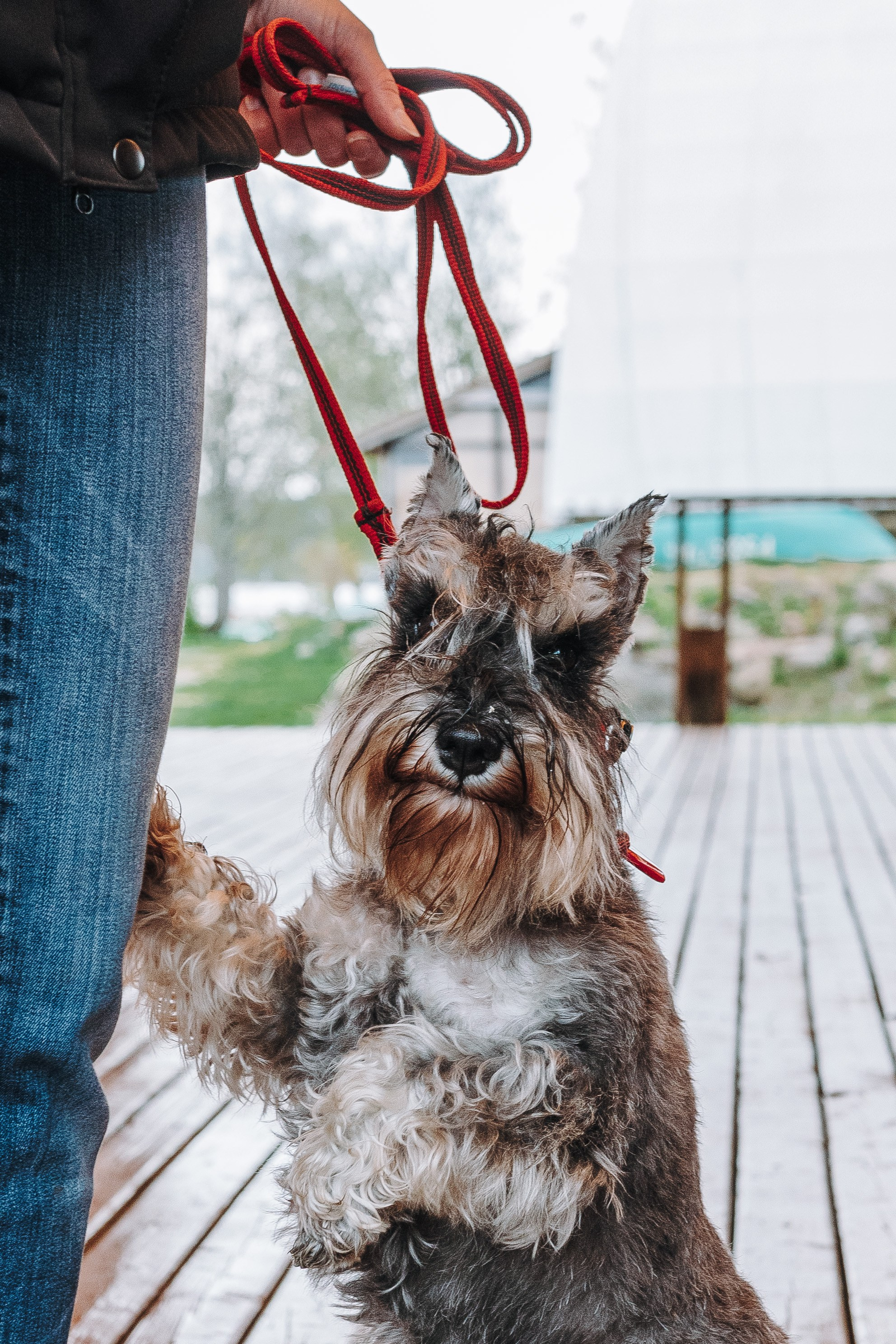 Соревнования по ноузворку в Лосево. Фотограф анималист в Спб недорого Олеся Майорова