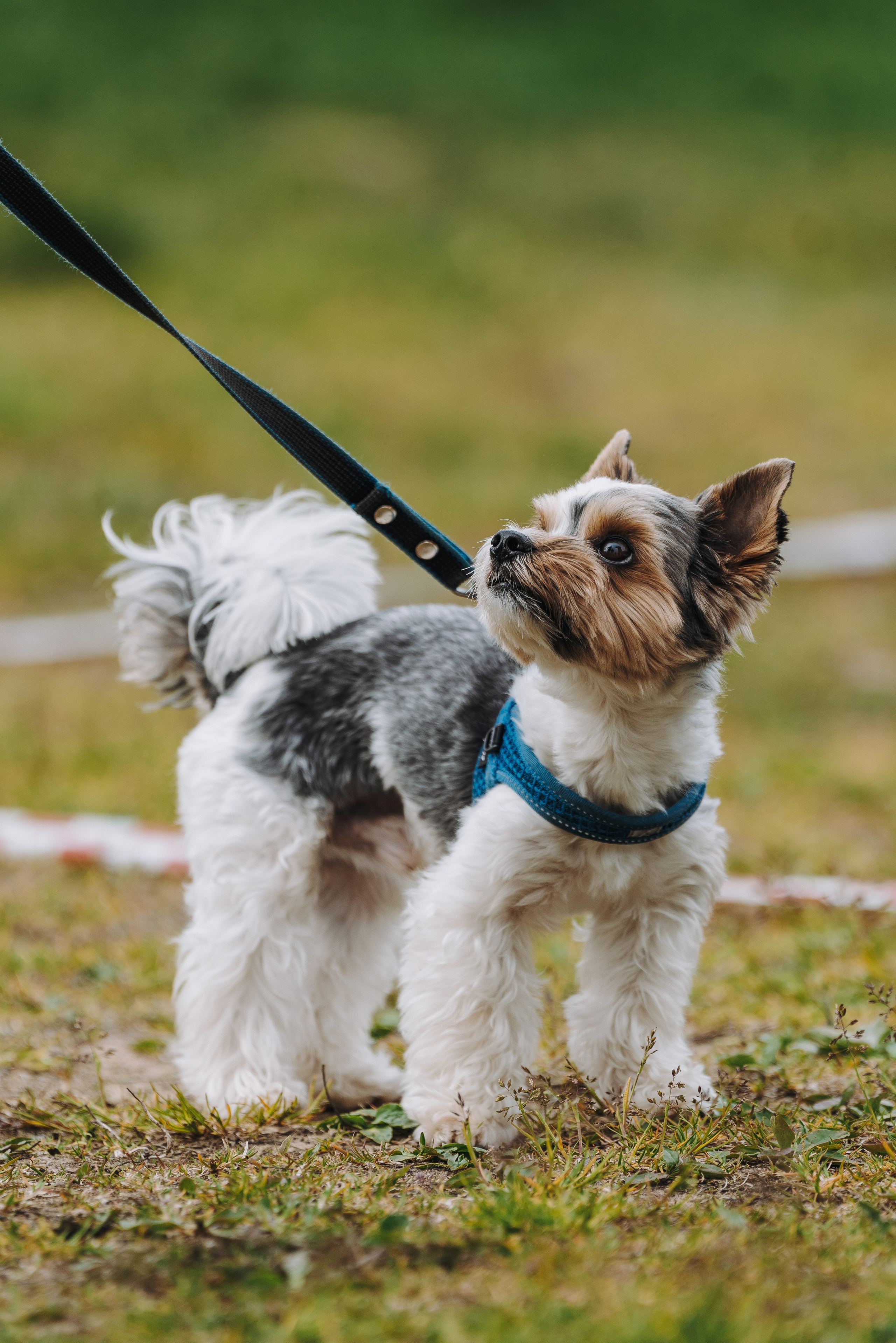 Соревнования по ноузворку в Лосево. Фотограф анималист в Спб недорого Олеся Майорова