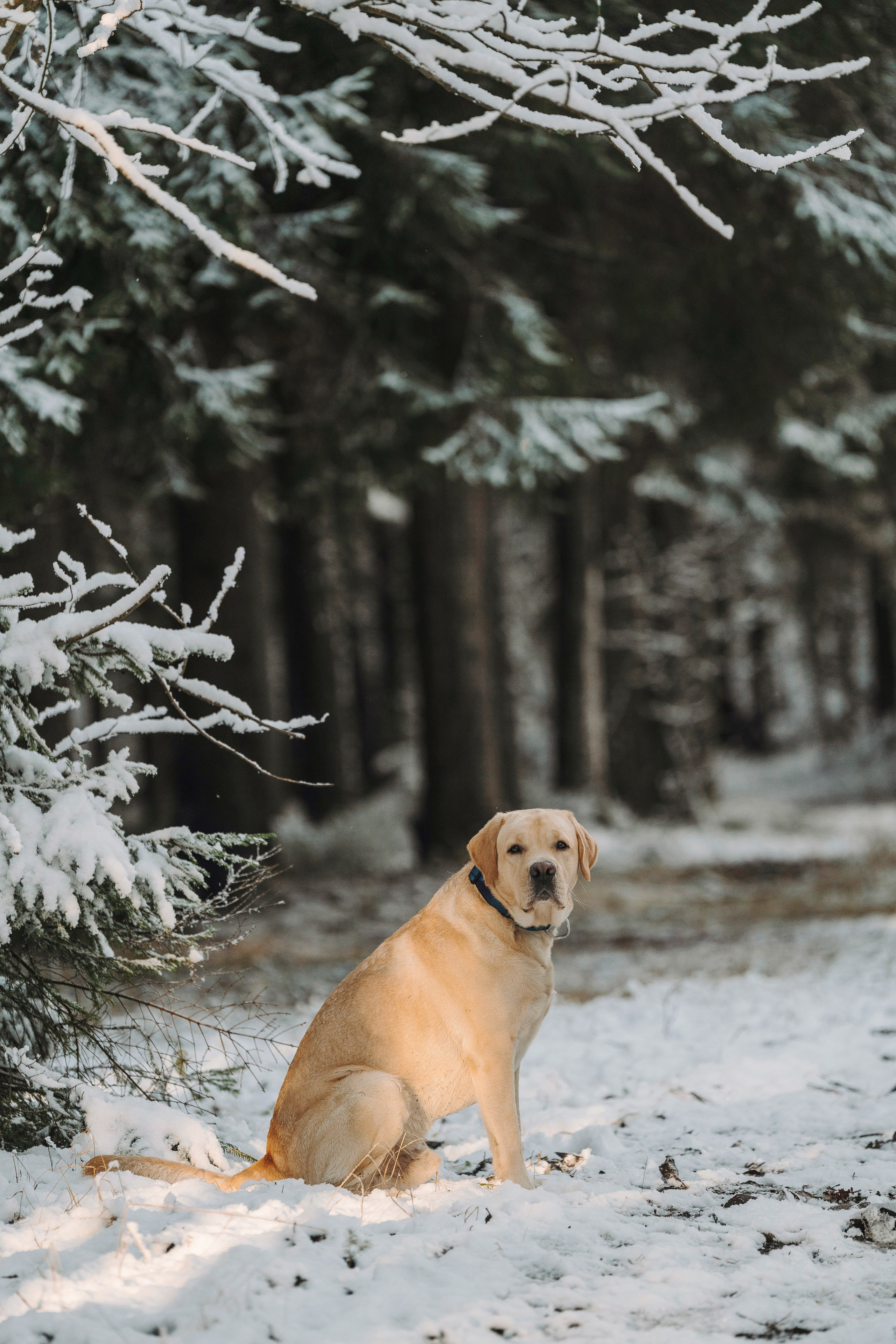 Аня и Честер. Фотограф анималист в Спб недорого Олеся Майорова