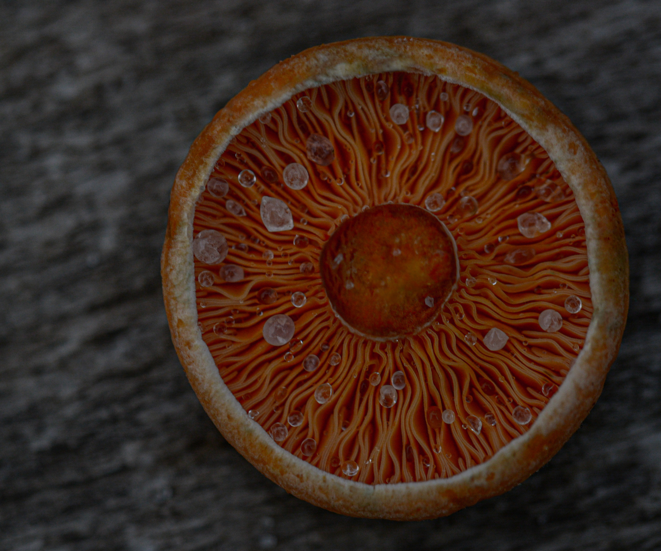 Еда. ПРУДМЕТНАЯ И ФУД СЪЕМКА