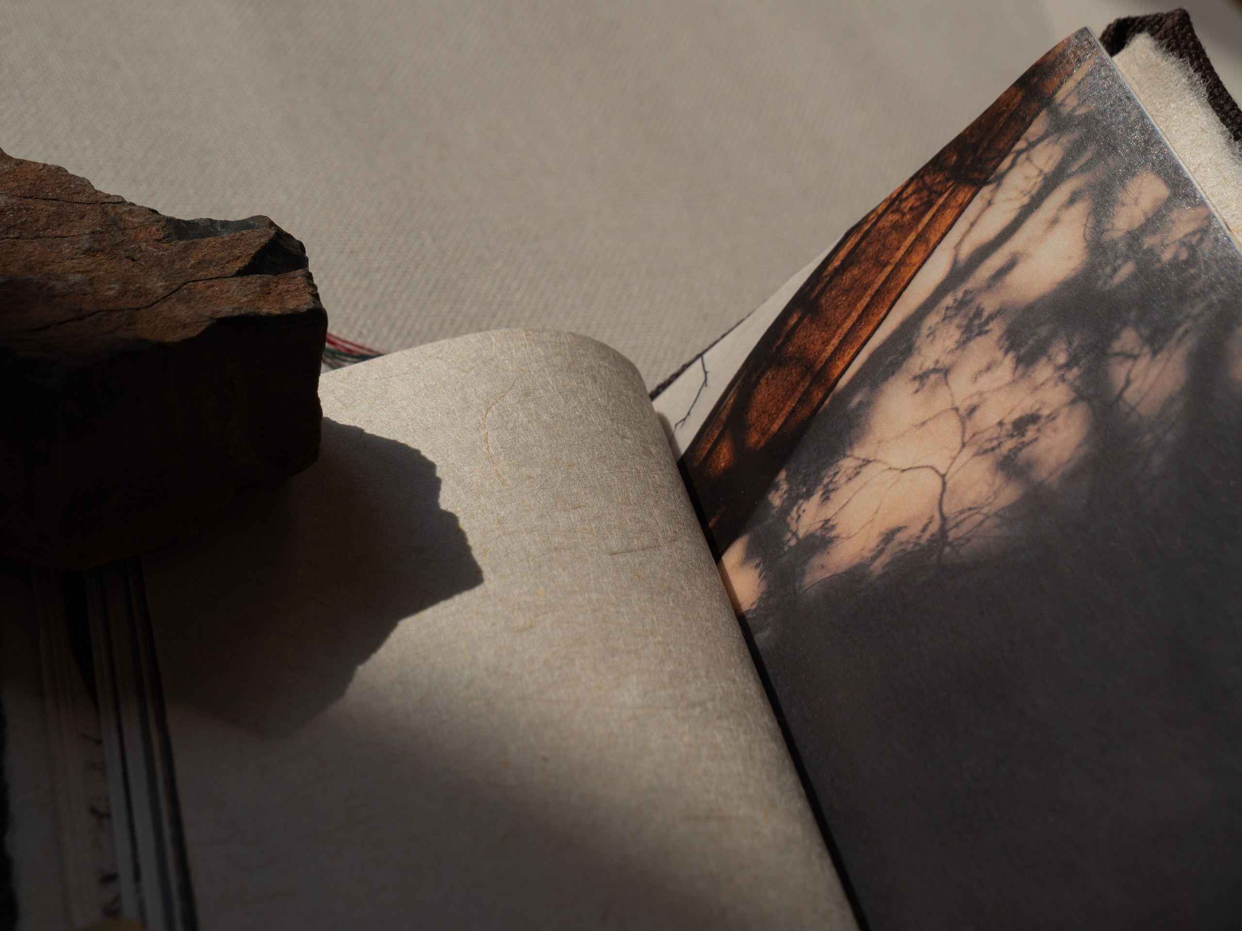 Drawing a tree. Ekaterina Shikhanova