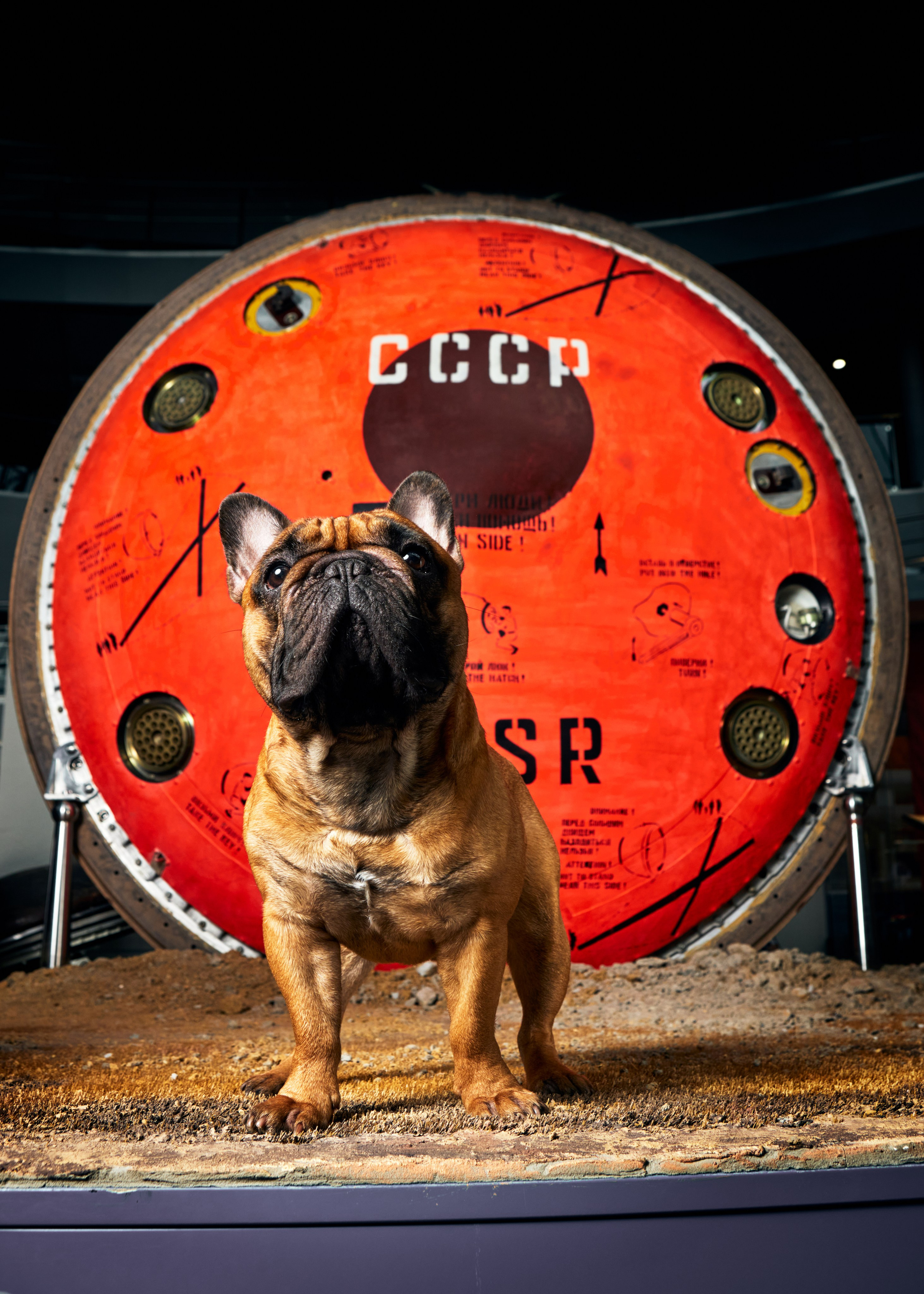 Портреты животных. Photographer Michael Stenin