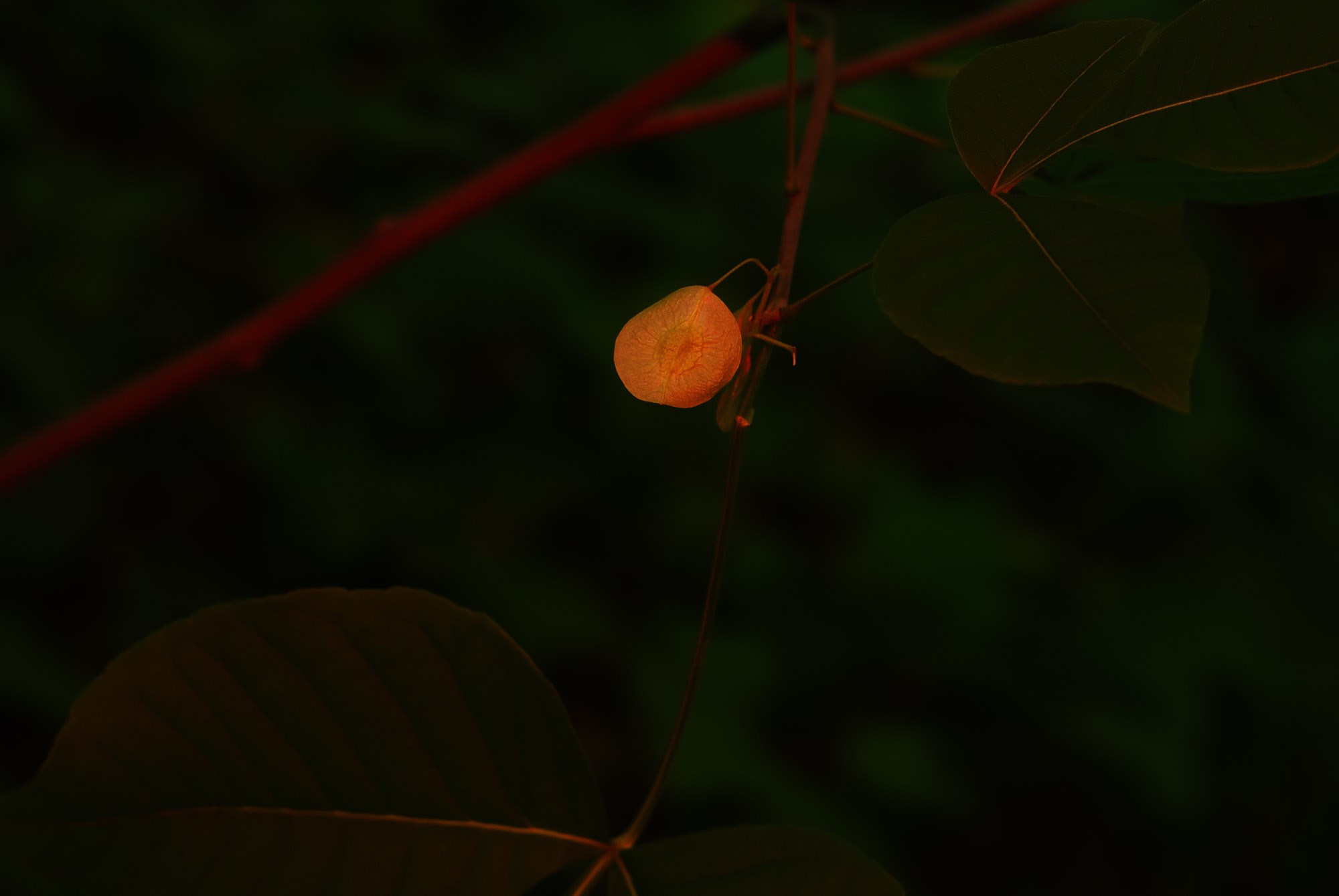 Фотограф Константин Ясинский