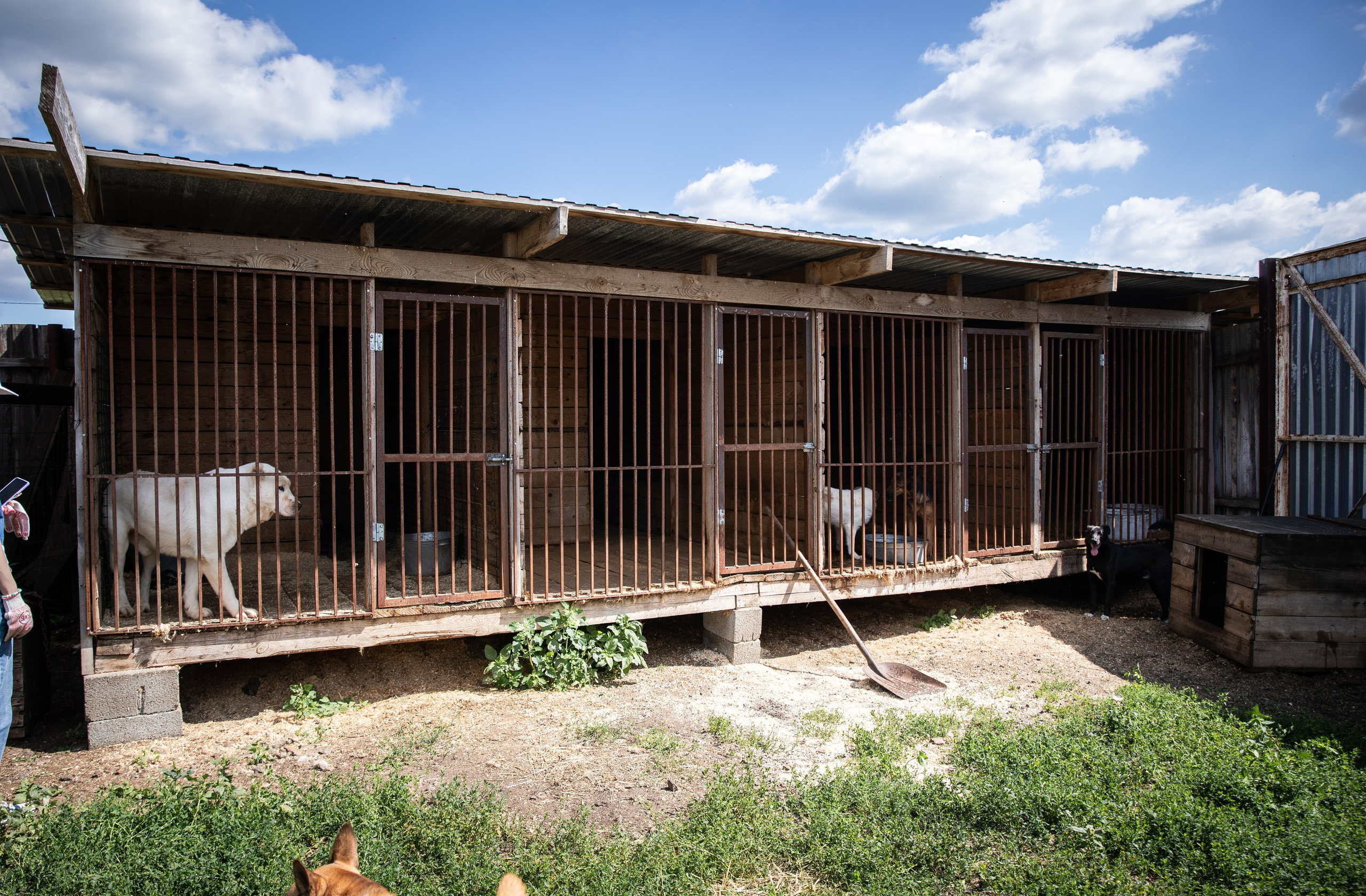 Приют — Наш дом. Репортажный и свадебный фотограф в Челябинске Елисеев Павел