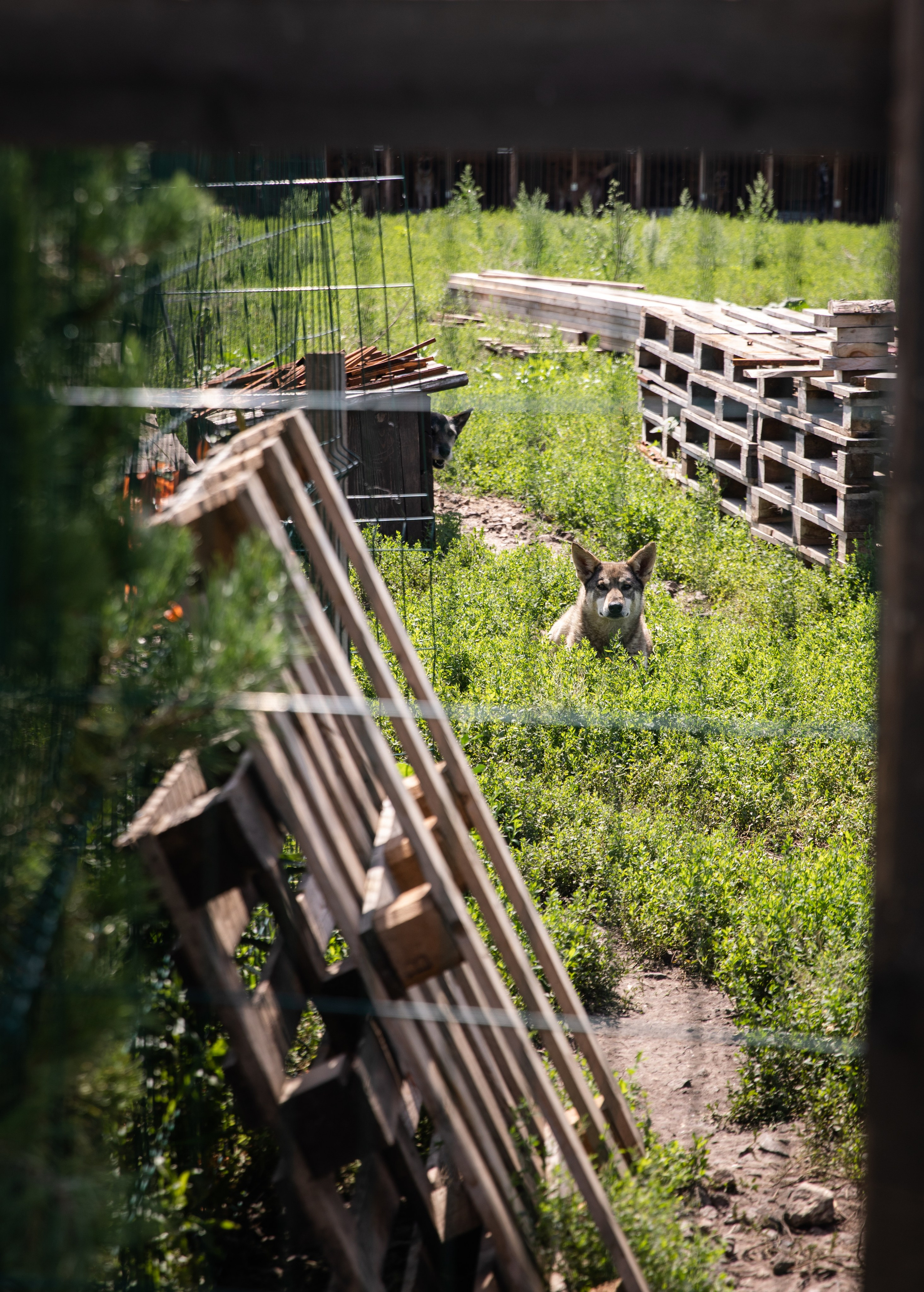 Приют — Наш дом. Репортажный и свадебный фотограф в Челябинске Елисеев Павел