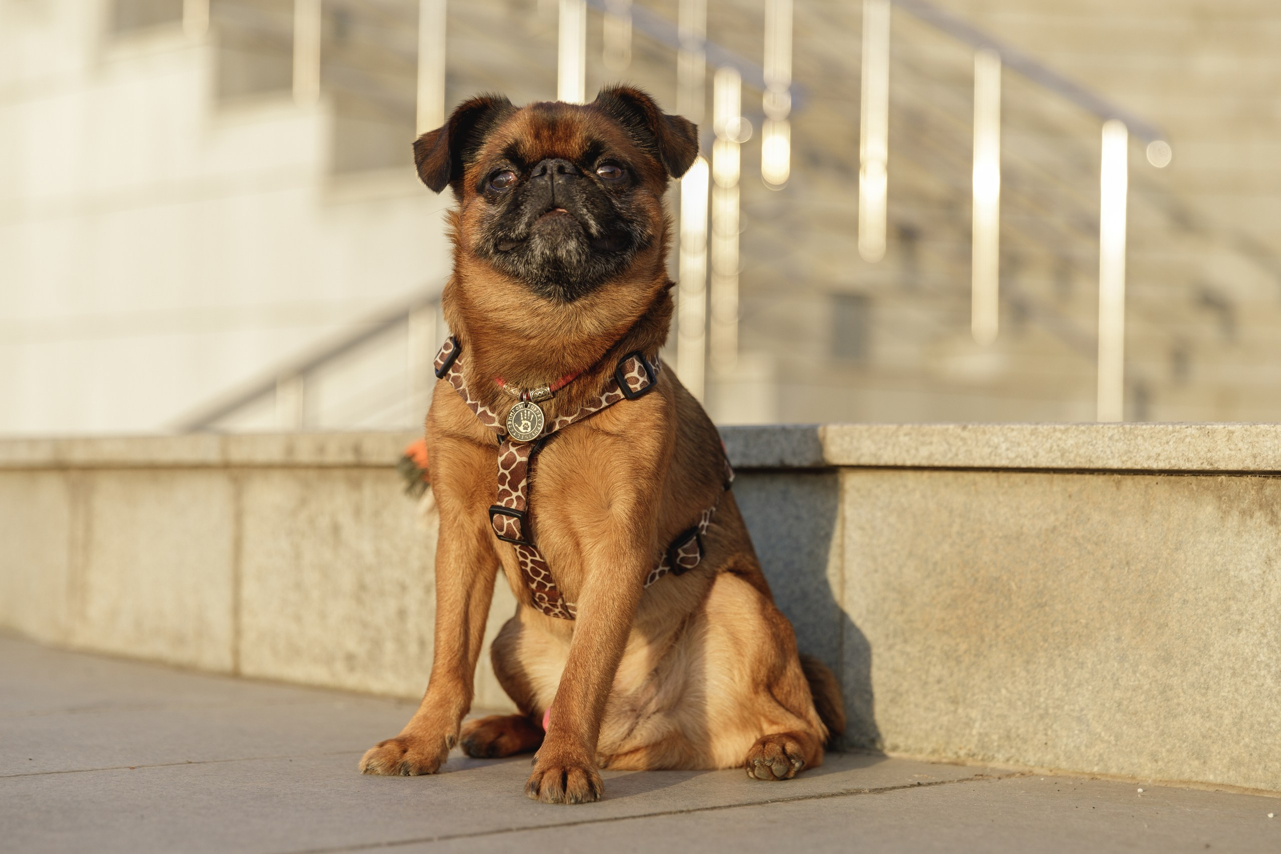Маша и Арки. Фотограф-анималист в Калуге Мария Шерскова