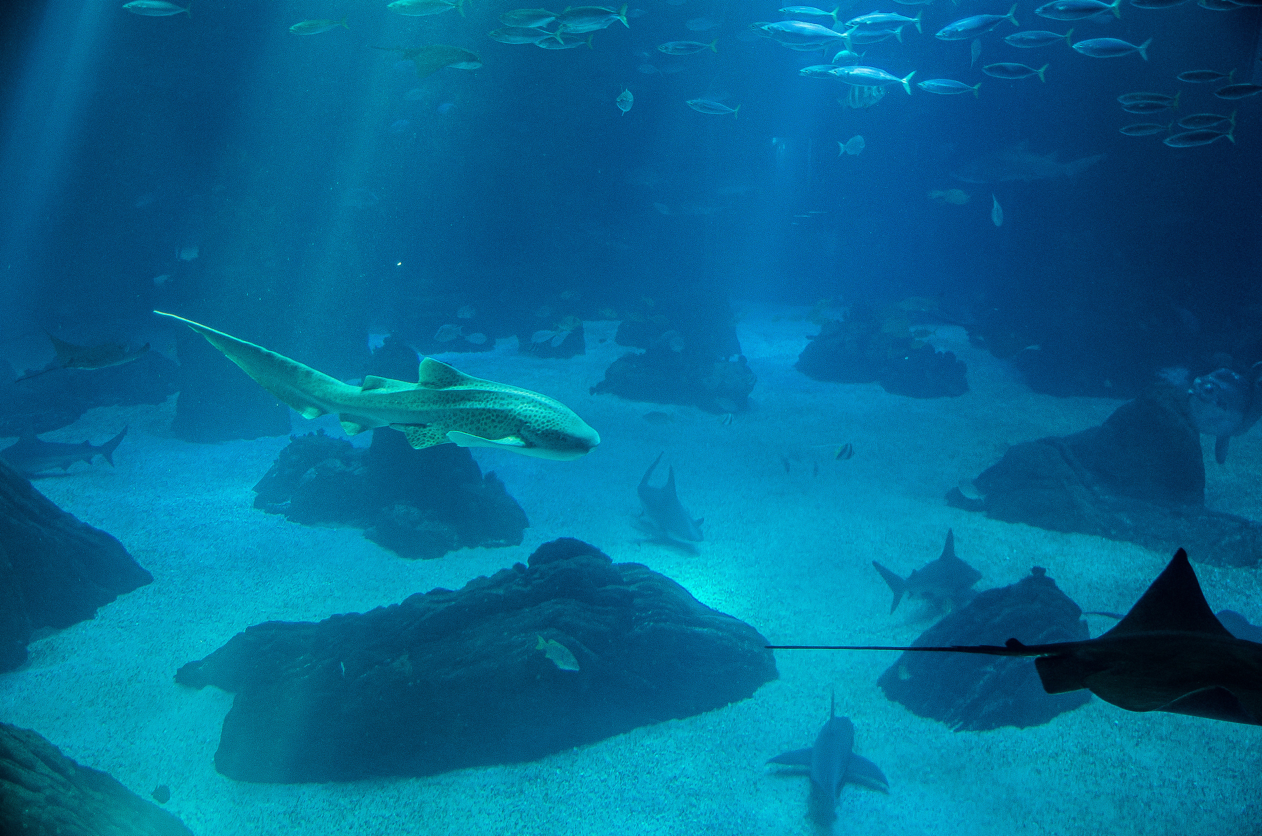 Лиссабон (октябрь 2017). Фотограф Таинства Крещения в Саратове Ильченко Артем