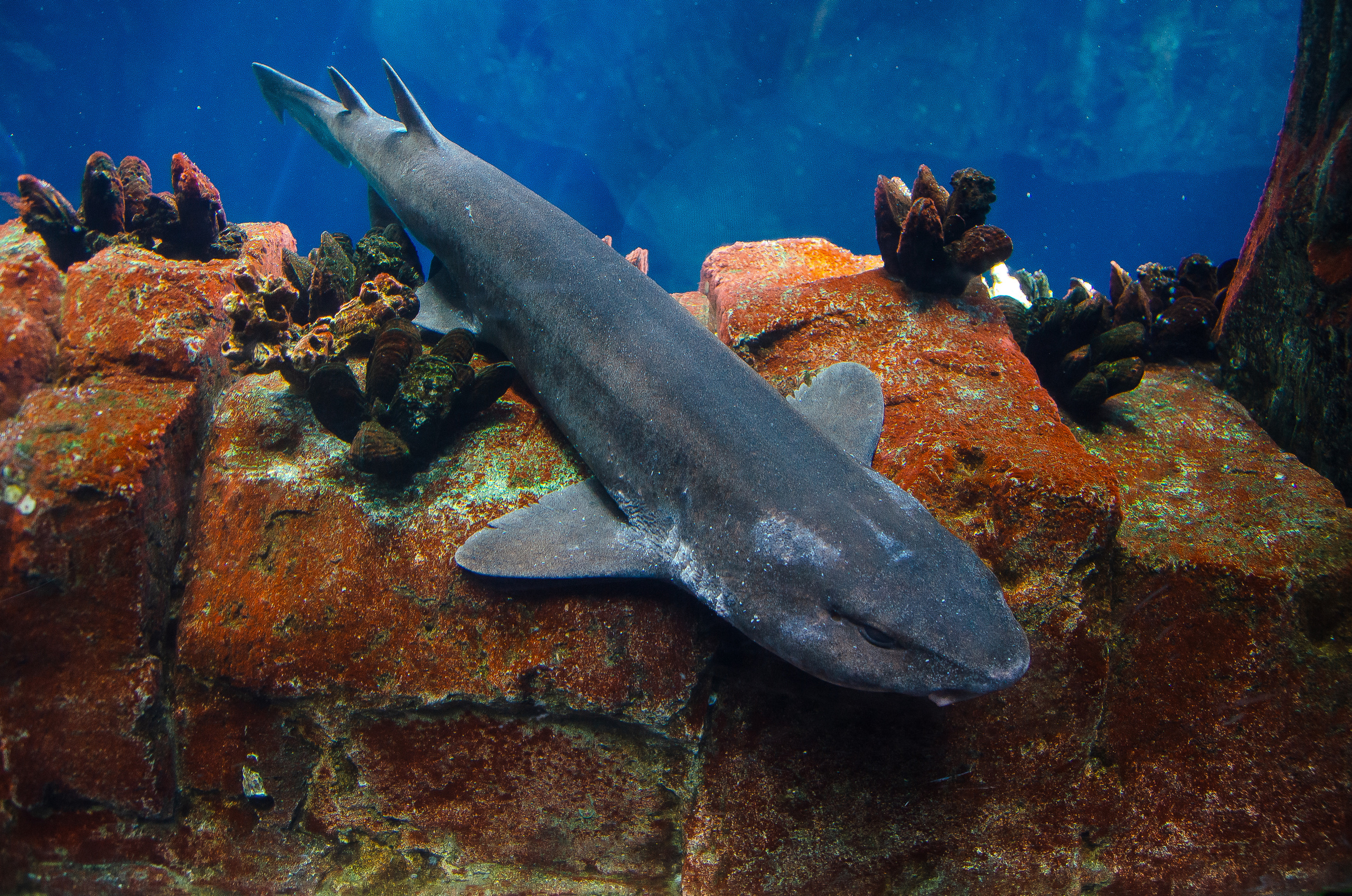 Лиссабон (октябрь 2017). Фотограф Таинства Крещения в Саратове Ильченко Артем