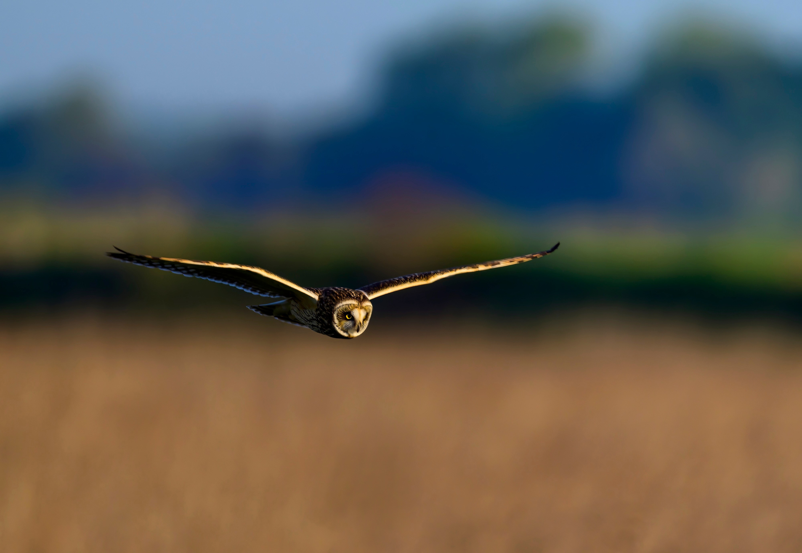 Short eared owl. Wildlife photography by Sergey Puponin