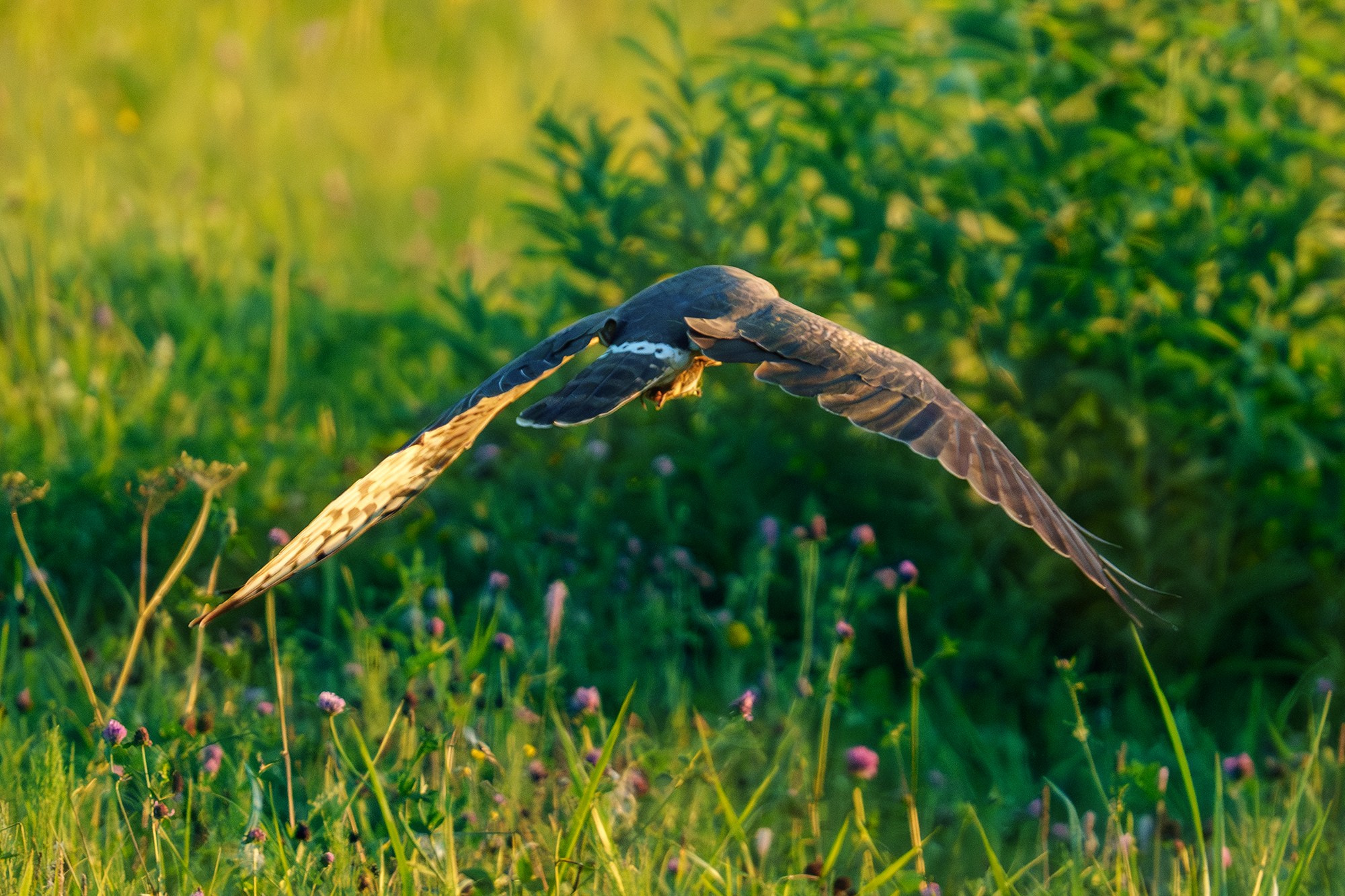 Удивительные мир птиц. Вокруг нас столько прекрасного — присмотритесь!. Ваш личный фотограф Марина Волкова