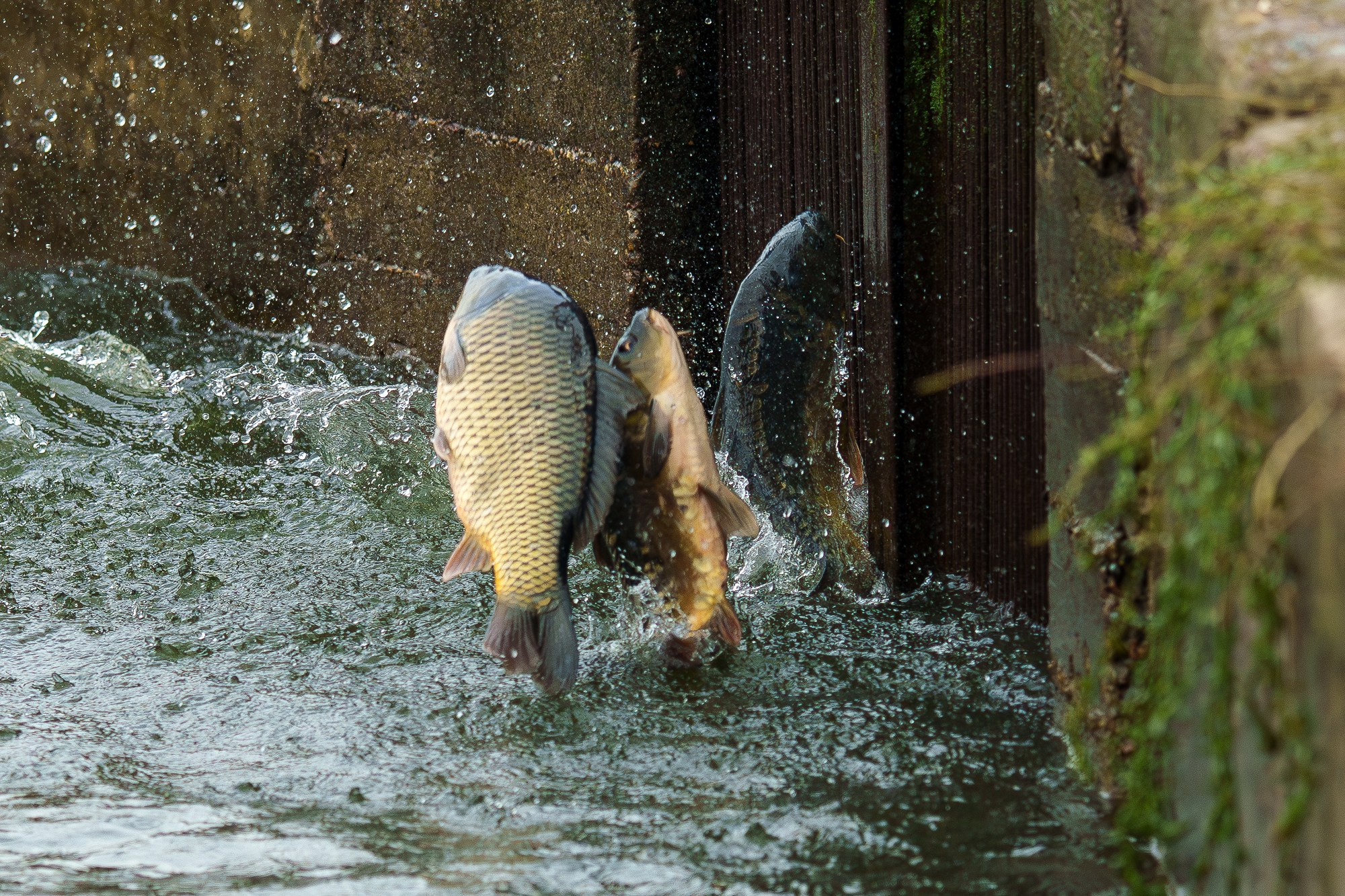 Животные. Ваш личный фотограф Марина Волкова