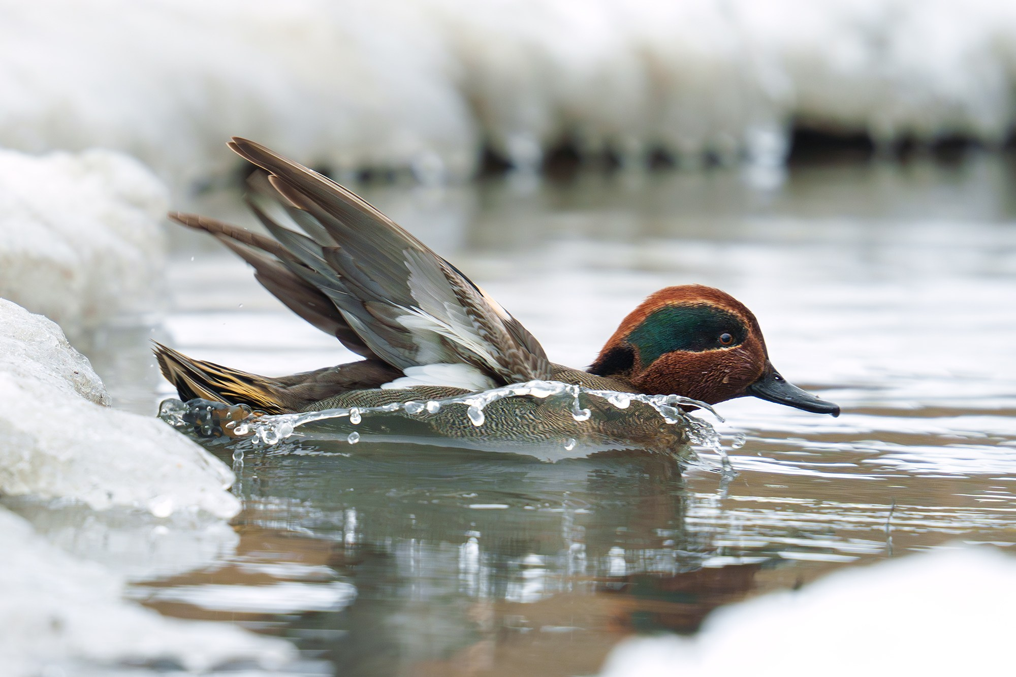 Удивительные мир птиц. Вокруг нас столько прекрасного — присмотритесь!. Ваш личный фотограф Марина Волкова