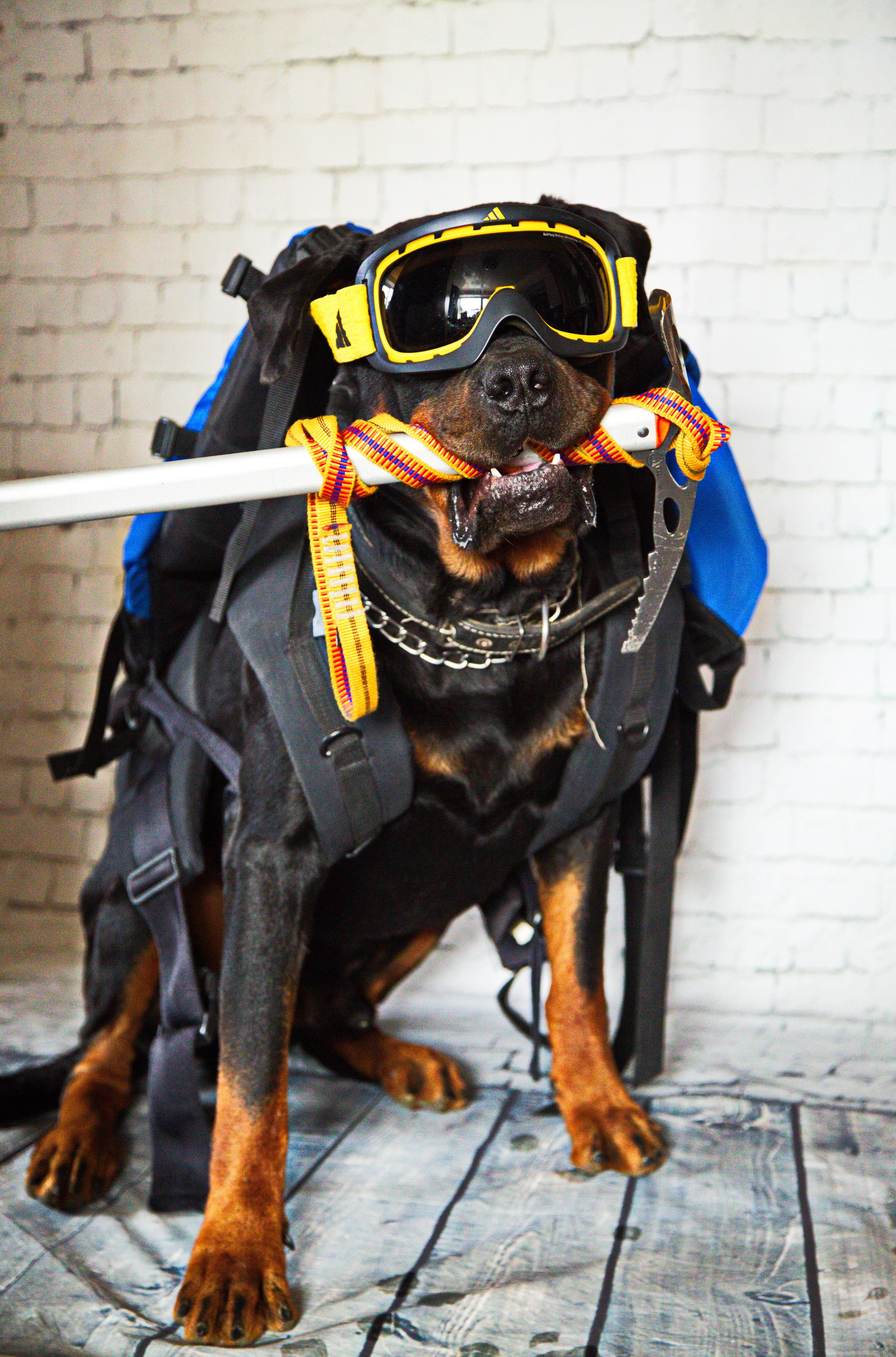 Животные. Авторские туры с профессиональным фотографом