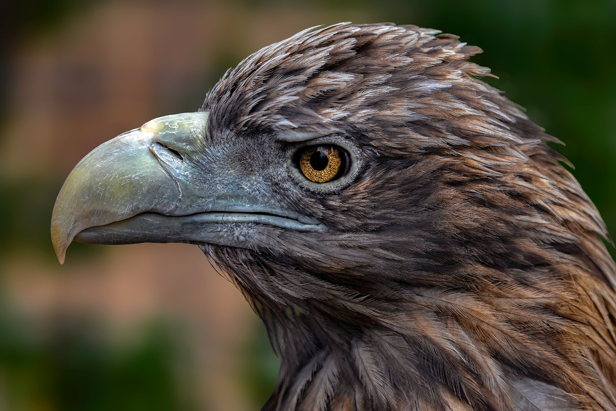 ЗООПАРК. Фотограф Владимир Остапенко