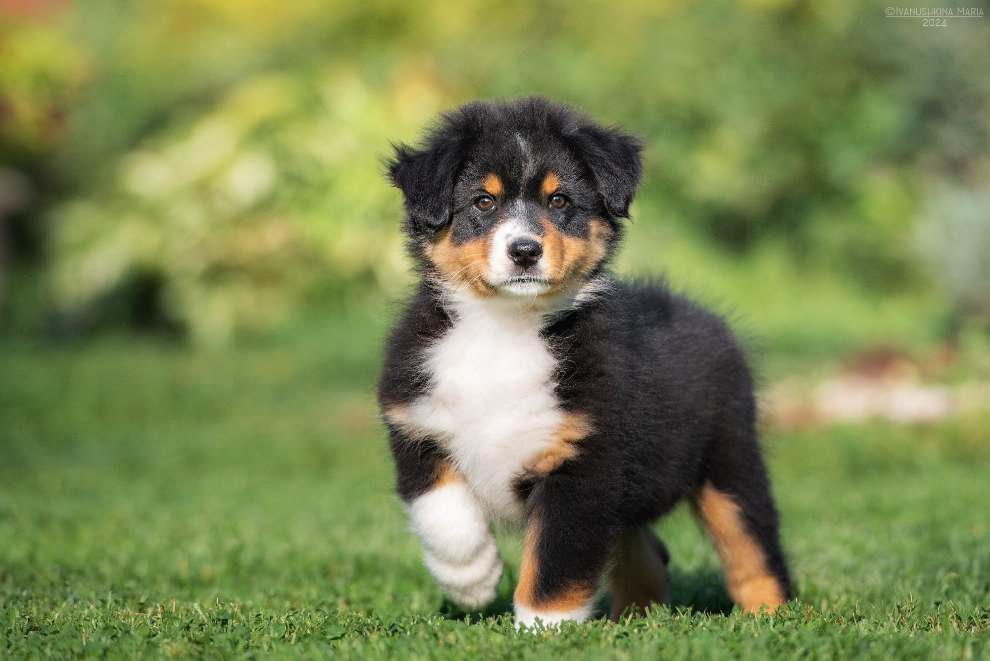 Фотосессия щенков на продажу. Фотограф собак в Москве и Московской области Иванушкина Мария