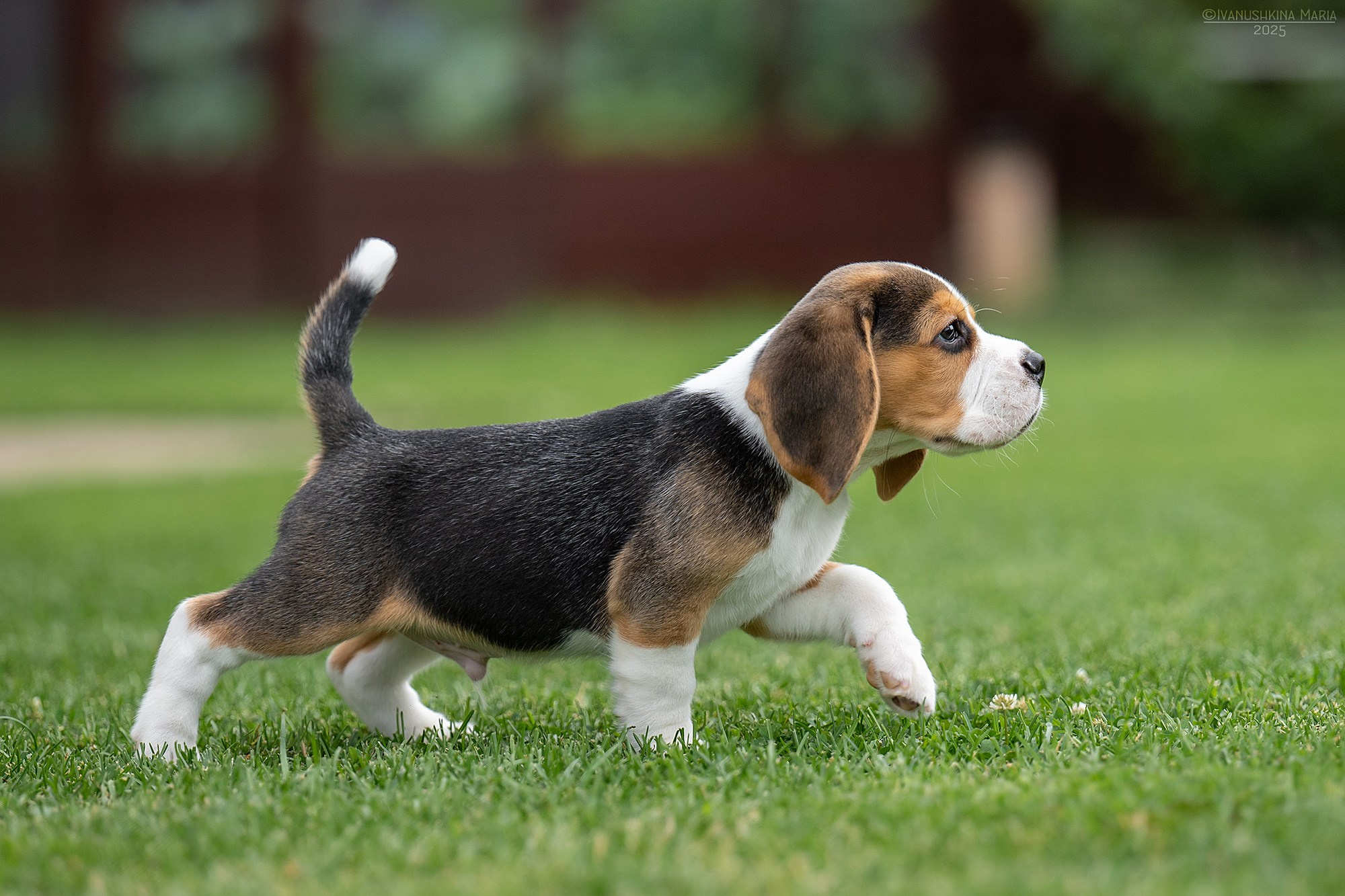 Фотосессия щенков на продажу. Фотограф собак в Москве и Московской области Иванушкина Мария