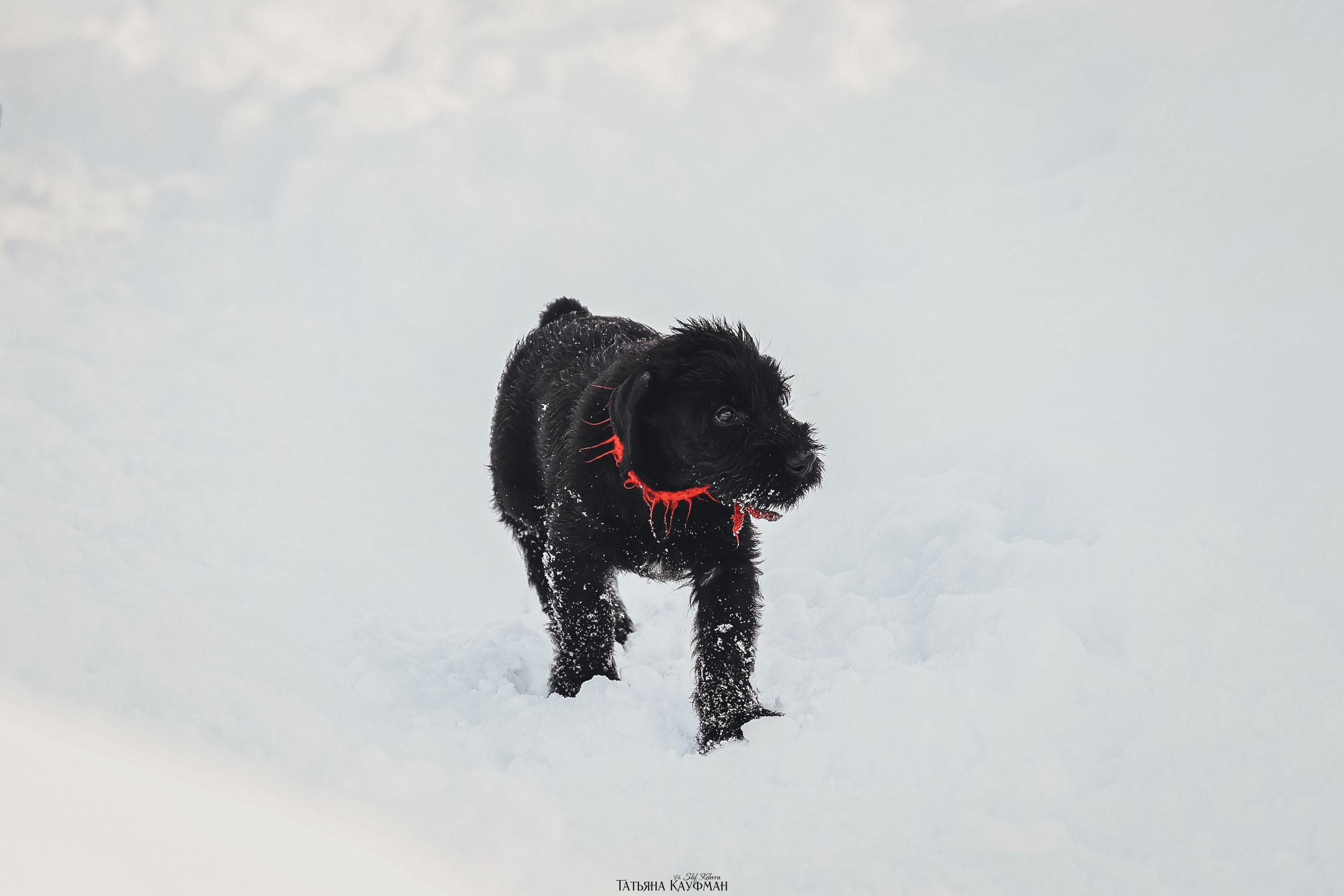 Ризеншнауцер, щенки ризеншнауцера, купить ризеншнауцера, купить щенка, ризеншнауцер Новосибирск, фотосъемка щенков, фотосессия собак, заказать фотосессию, фотографии щенков, сфотографировать щенка, фотограф Анималист, фотограф собак Новосибирск, фотограф анималист Новосибирск