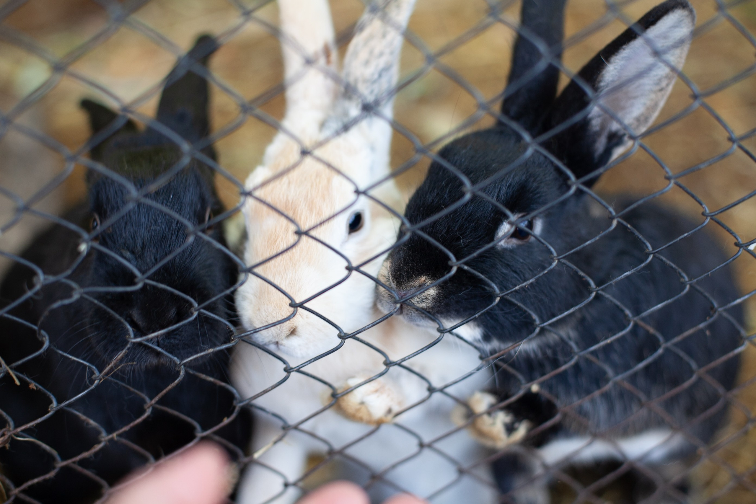 Сады Мечты. Контент для сайта. Фотограф Дарья Локотко в Красноярске