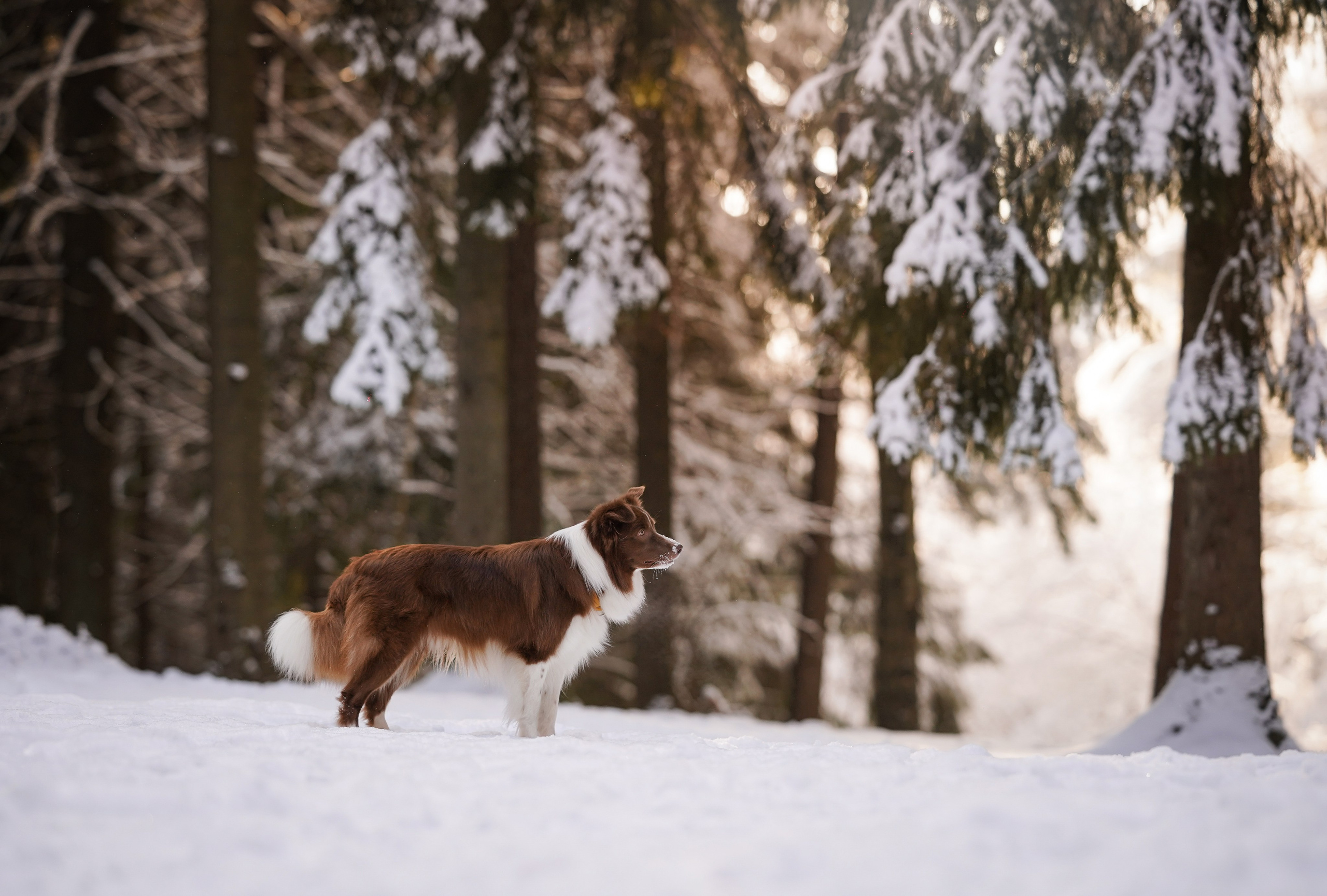 Катя и Ская. Фотограф-анималист в Санкт-Петербурге Яна Мартынова